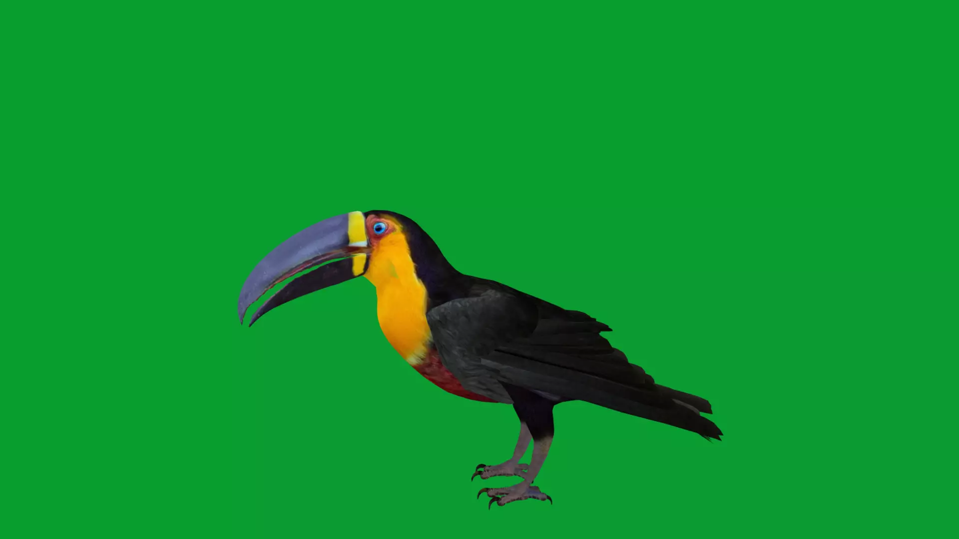Channel Billed Toucan Bird Low-poly 3D model_14