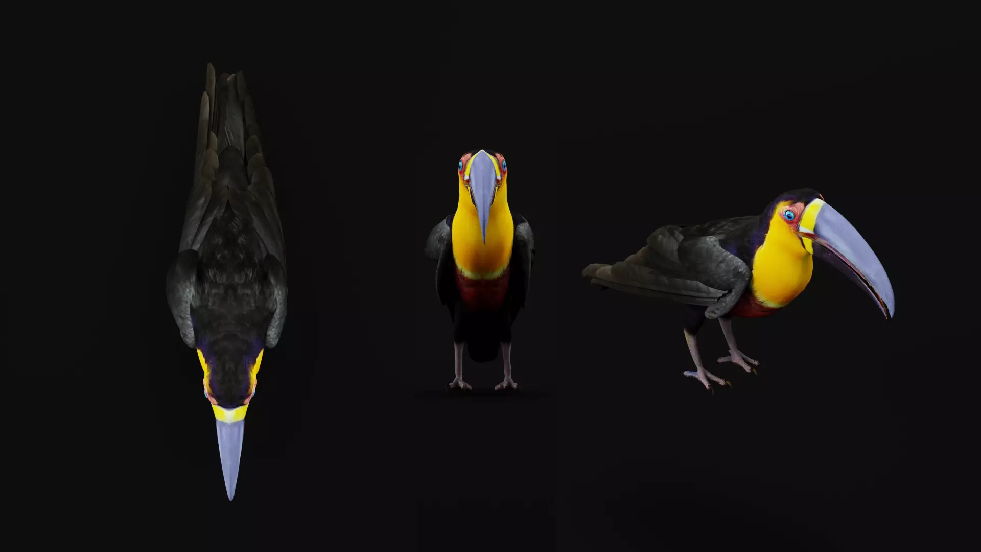 Channel Billed Toucan Bird Low-poly 3D model_29