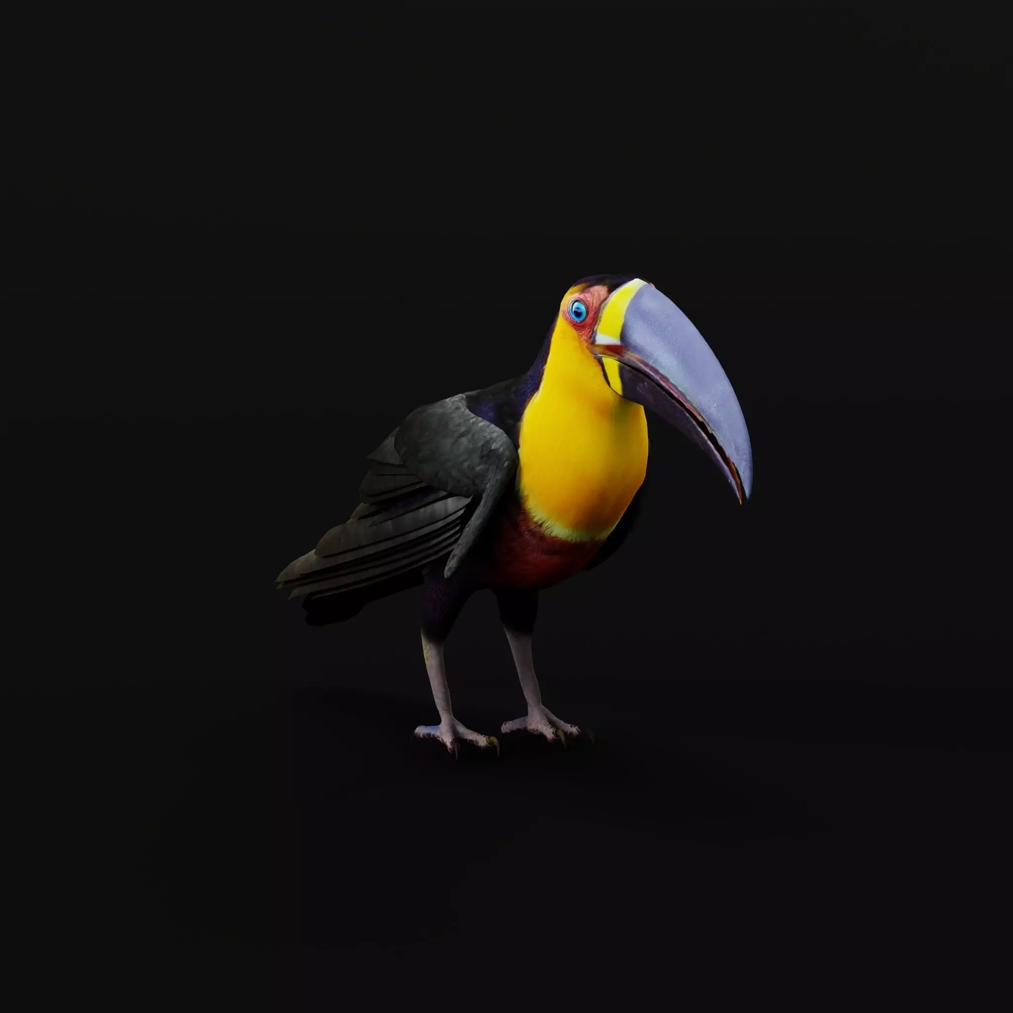 Channel Billed Toucan Bird Low-poly 3D model_44