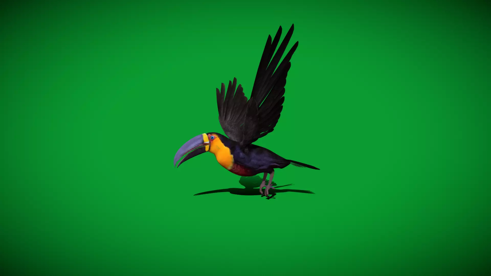 Channel Billed Toucan Bird Low-poly 3D model_21