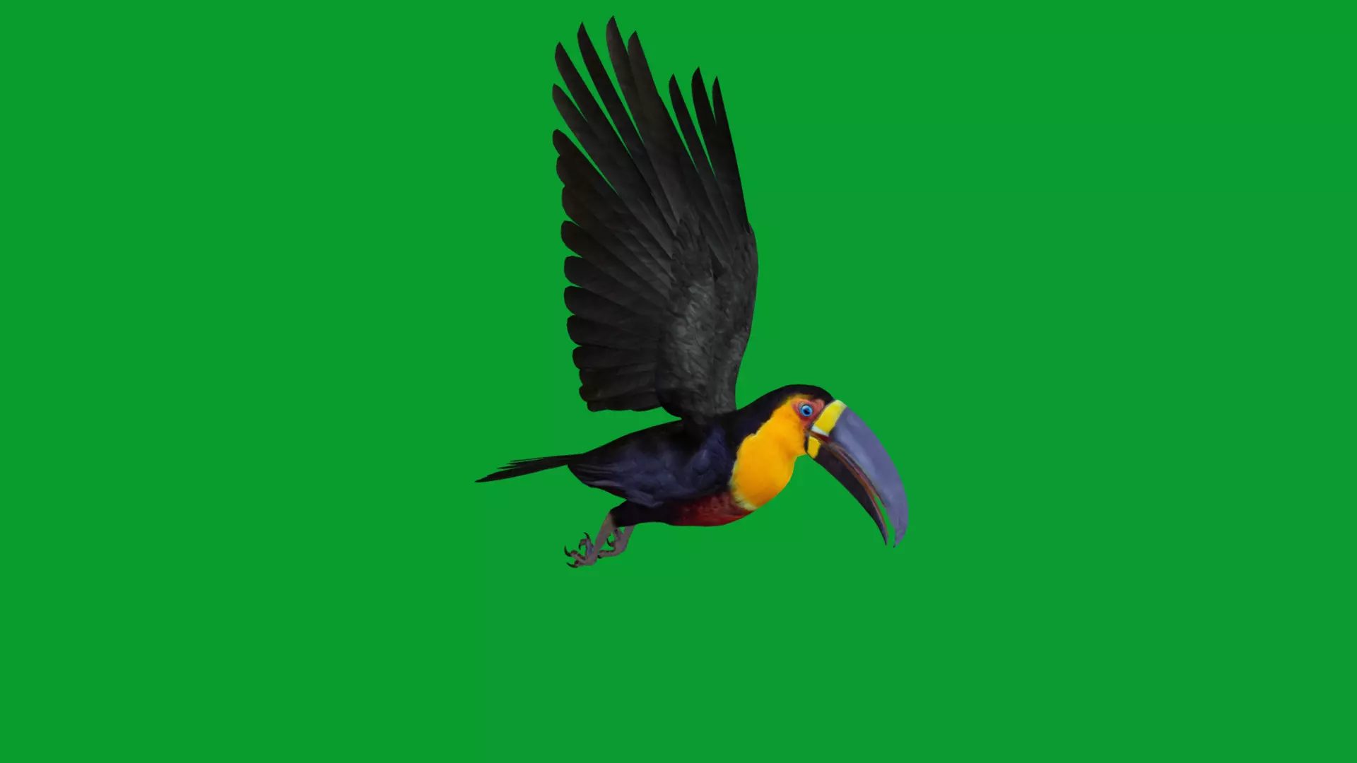 Channel Billed Toucan Bird Low-poly 3D model_17