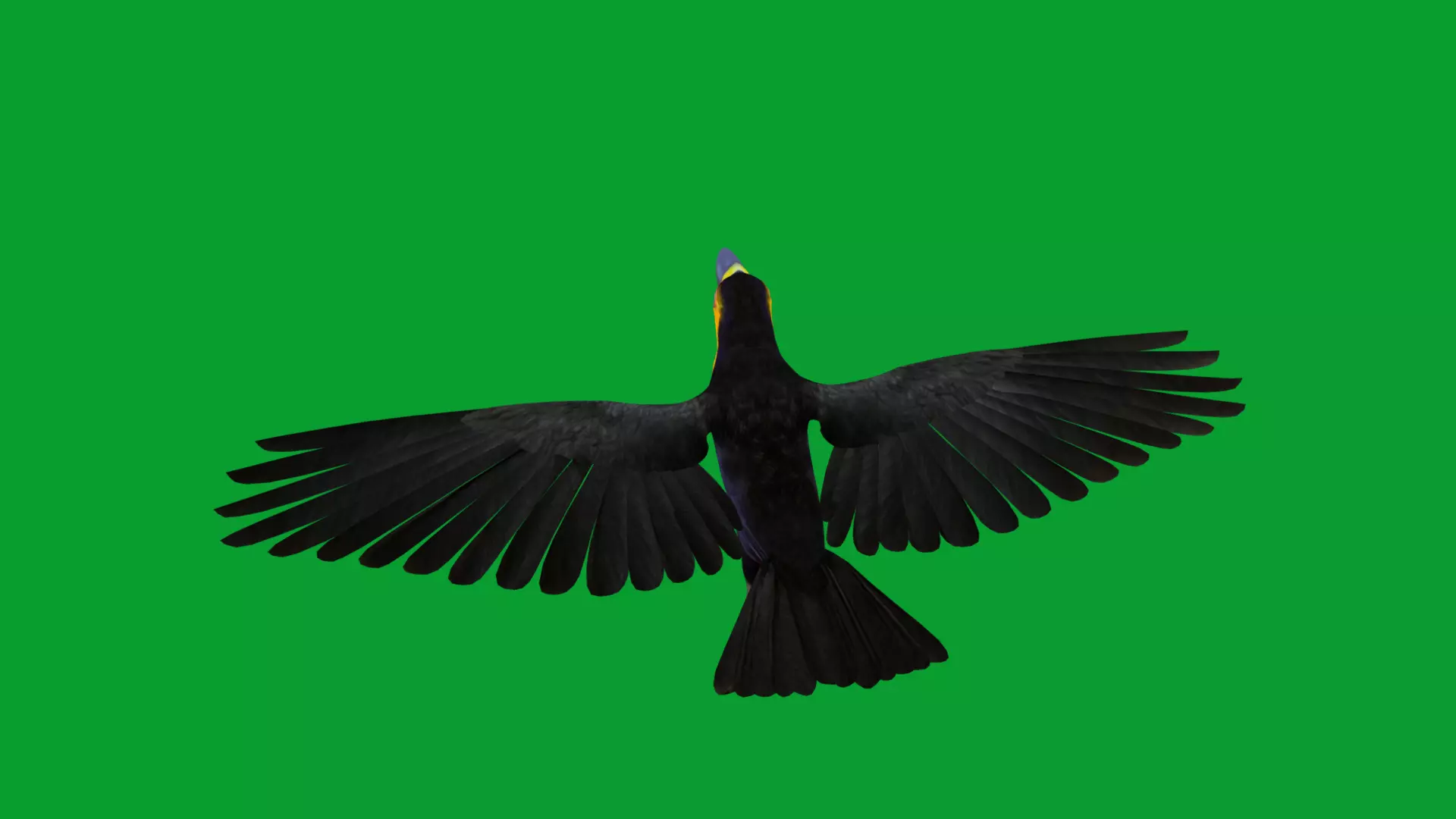 Channel Billed Toucan Bird Low-poly 3D model_11