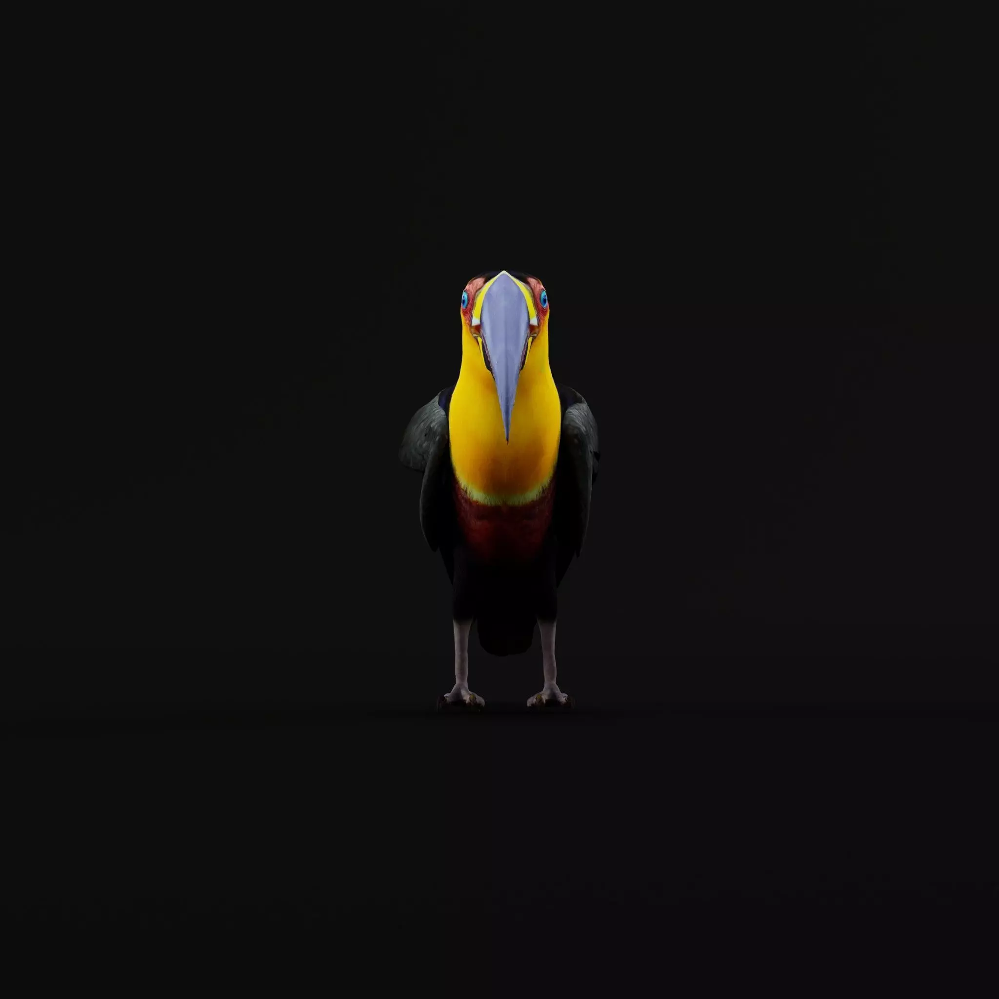Channel Billed Toucan Bird Low-poly 3D model_47