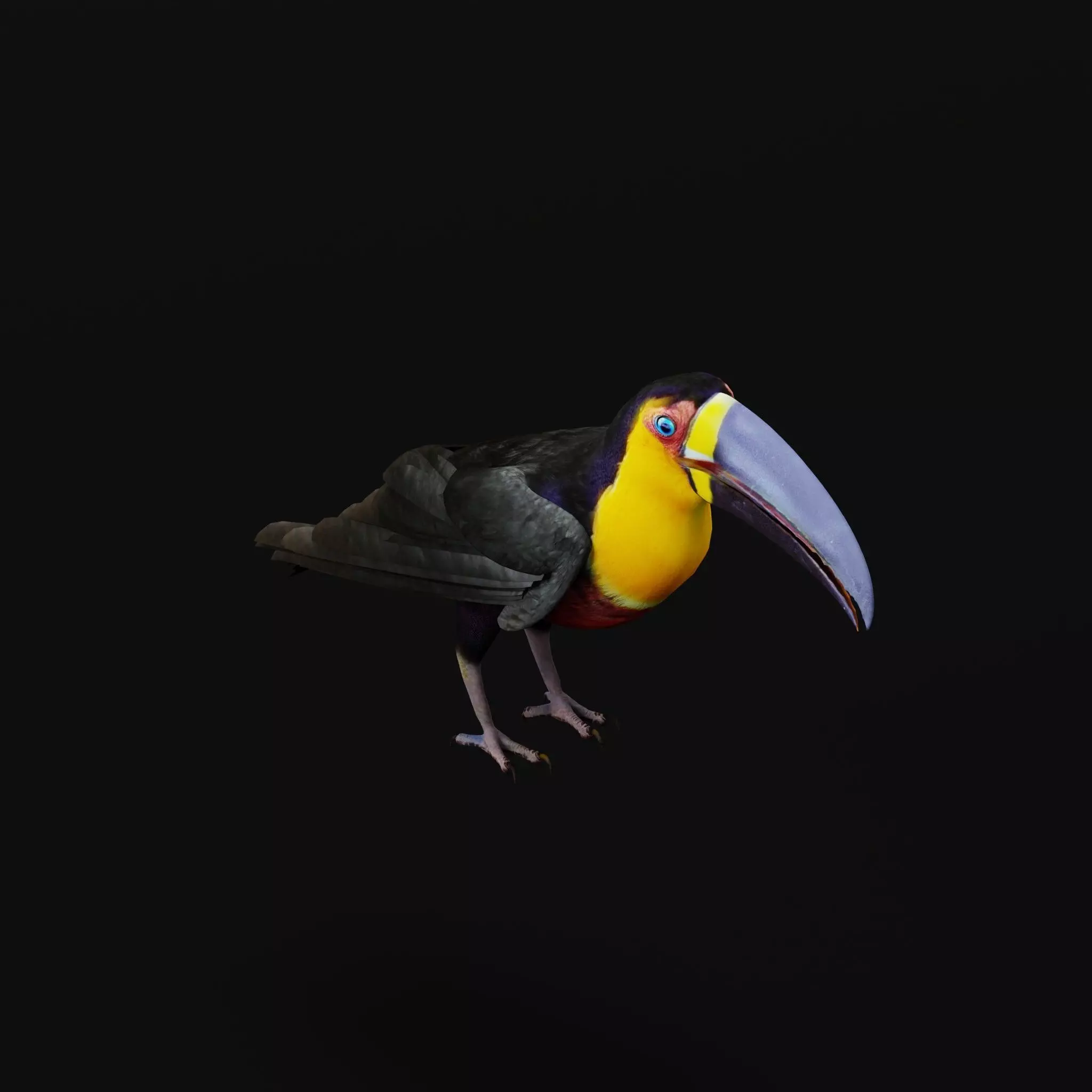 Channel Billed Toucan Bird Low-poly 3D model_41