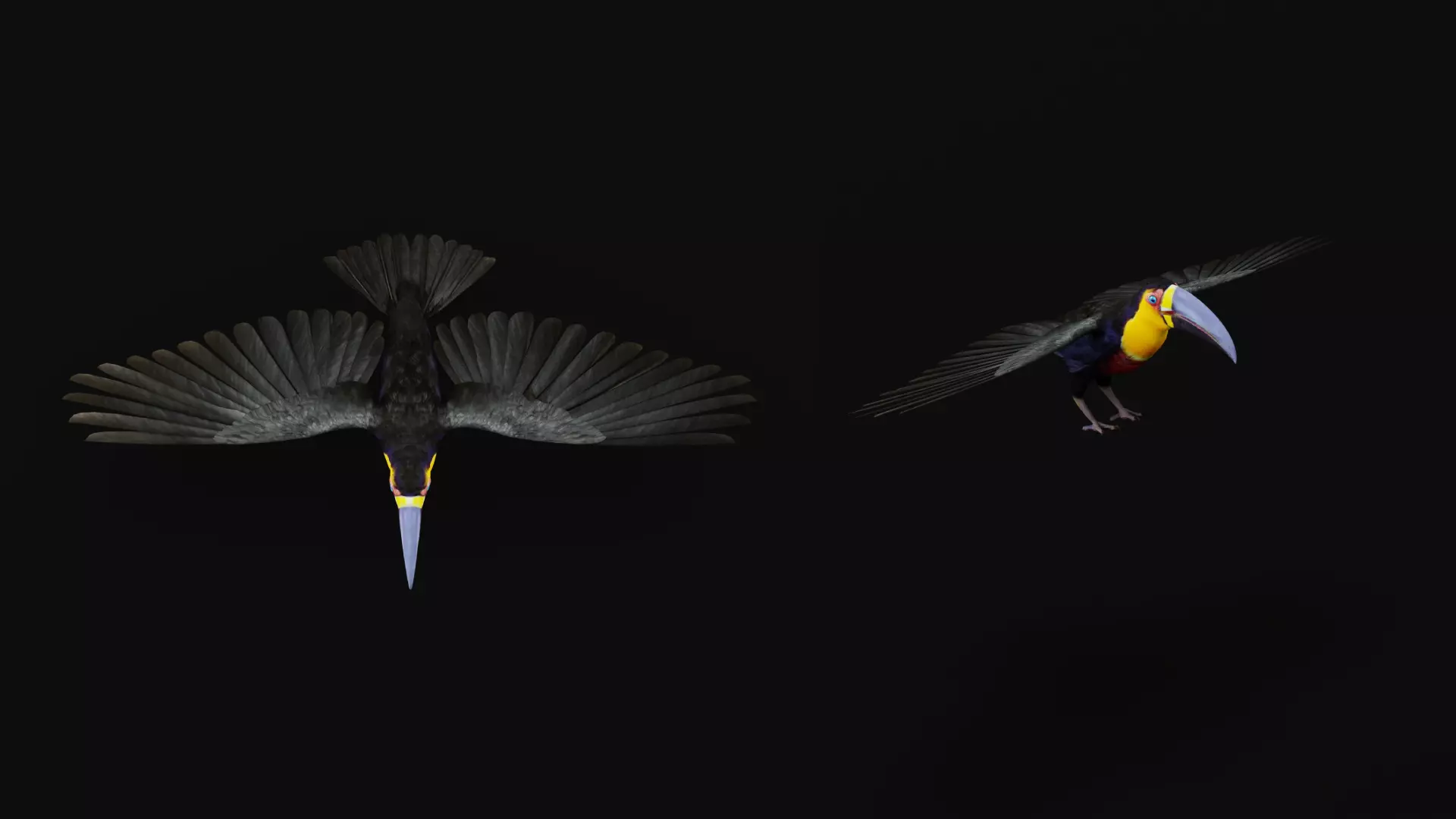 Channel Billed Toucan Bird Low-poly 3D model_15