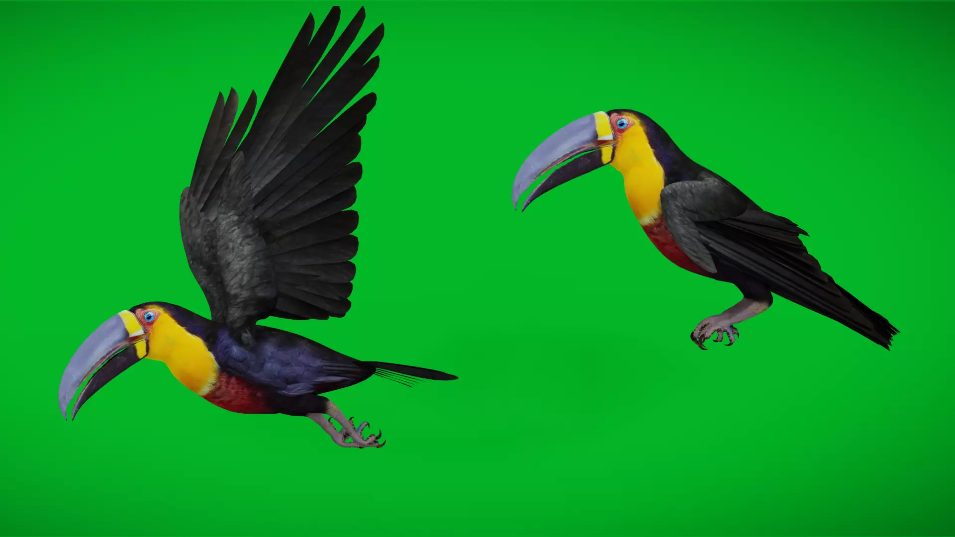 Channel Billed Toucan Bird Low-poly 3D model_4
