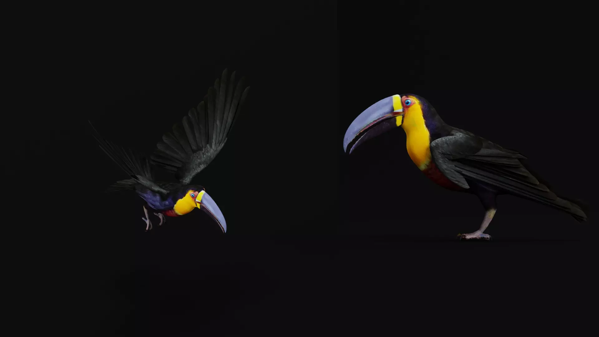 Channel Billed Toucan Bird Low-poly 3D model_12