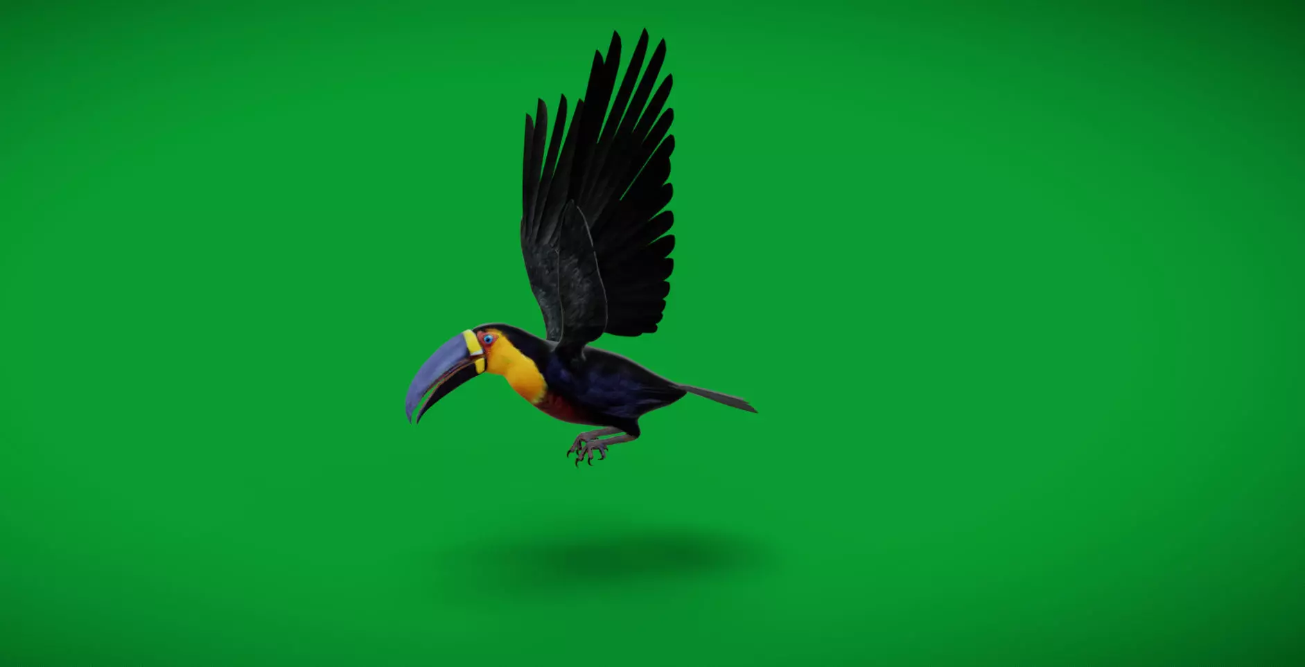 Channel Billed Toucan Bird Low-poly 3D model_6