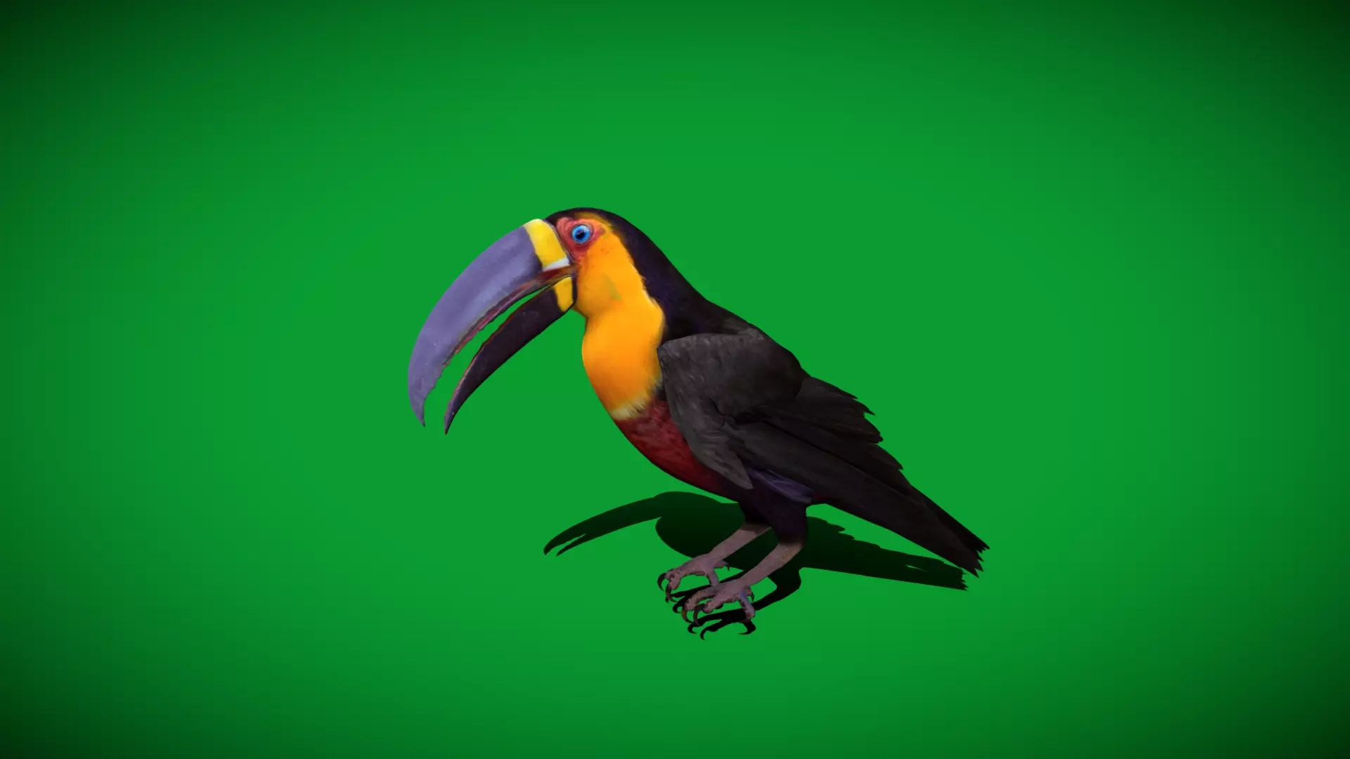 Channel Billed Toucan Bird Low-poly 3D model_57