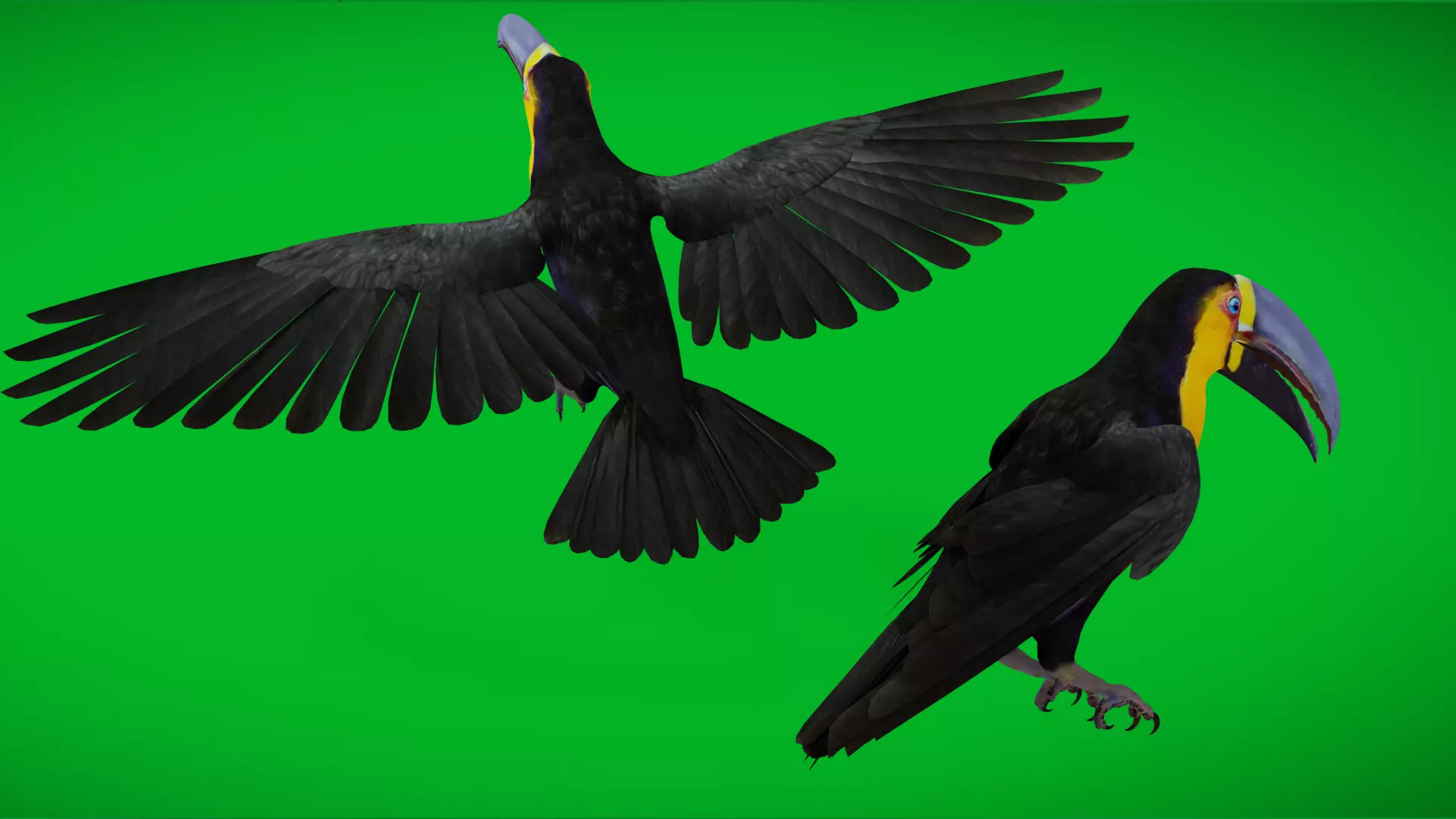 Channel Billed Toucan Bird Low-poly 3D model_5