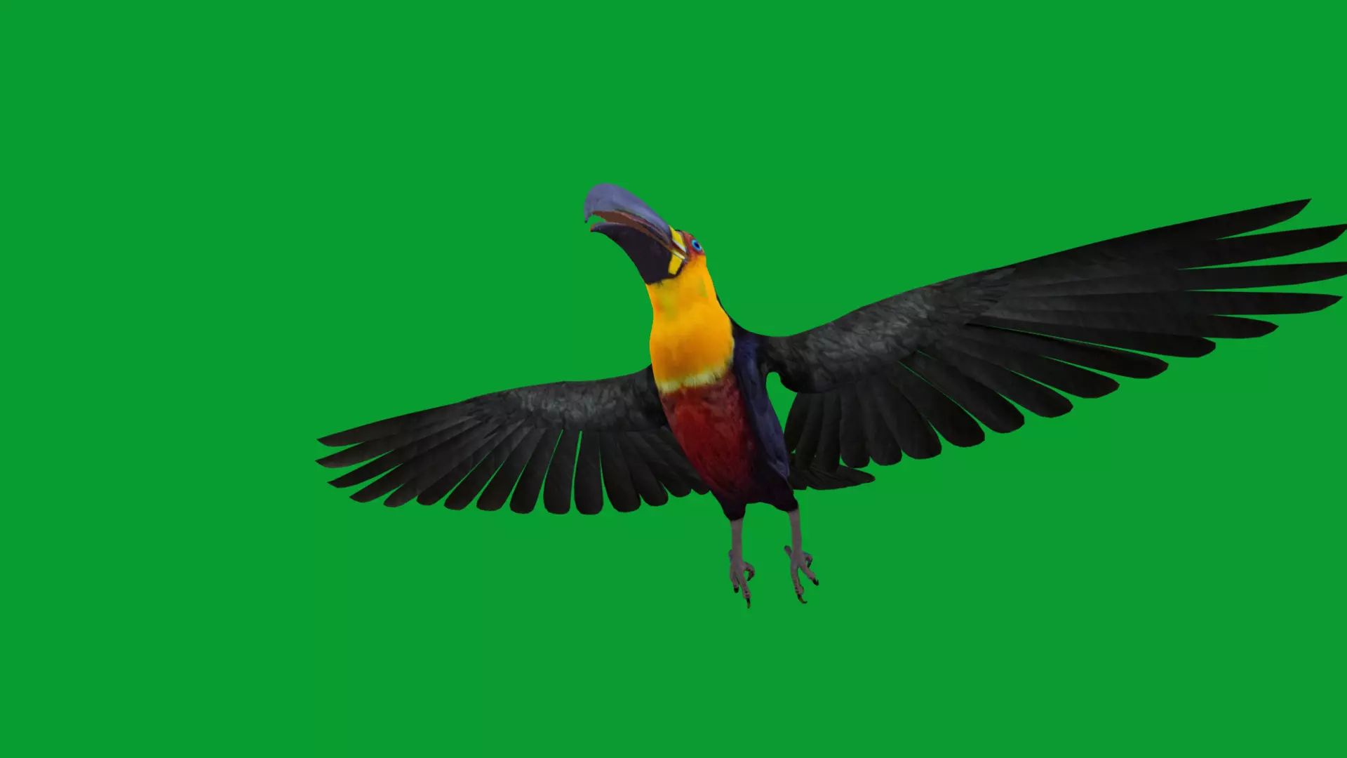 Channel Billed Toucan Bird Low-poly 3D model_26