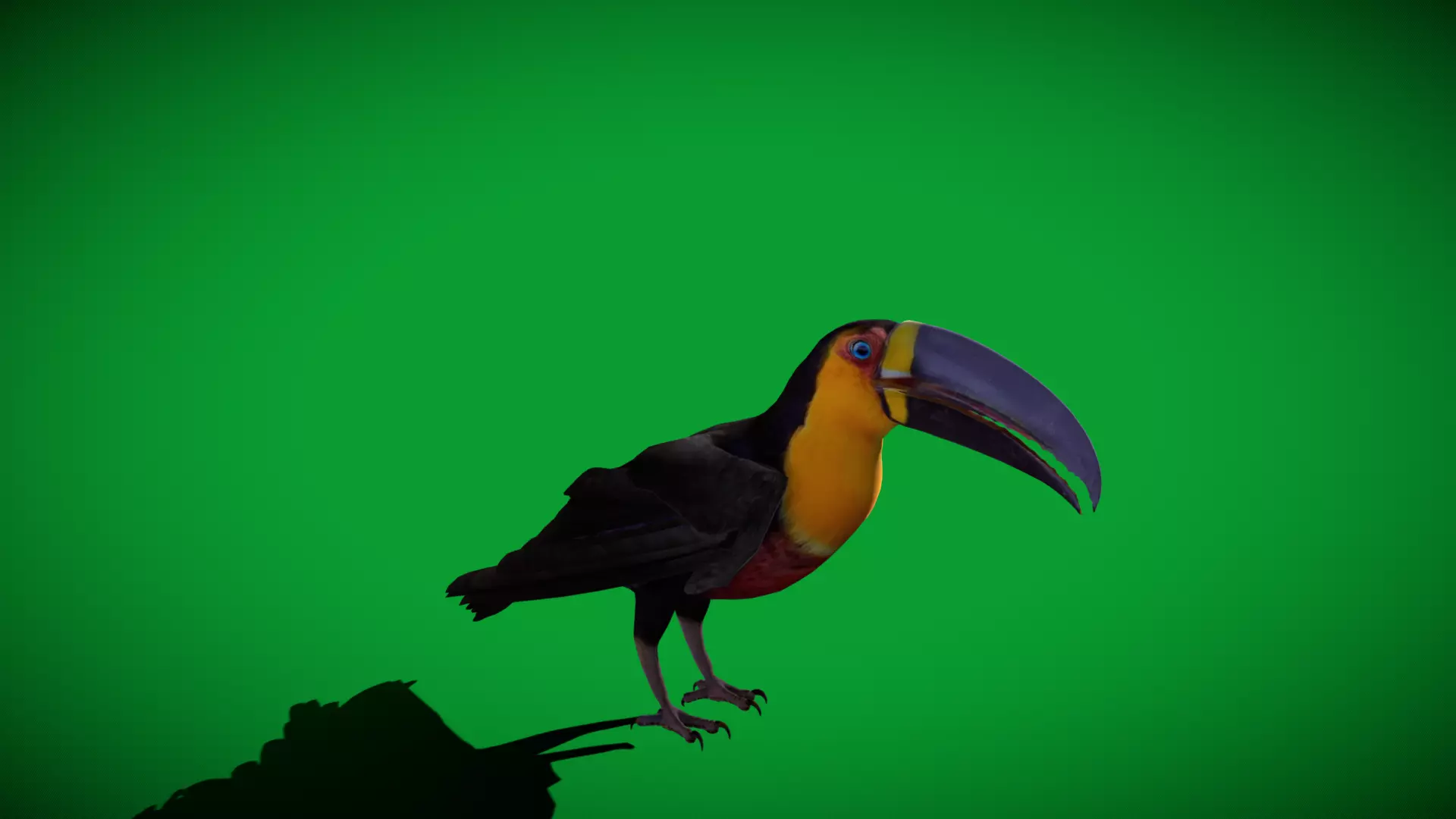 Channel Billed Toucan Bird Low-poly 3D model_33