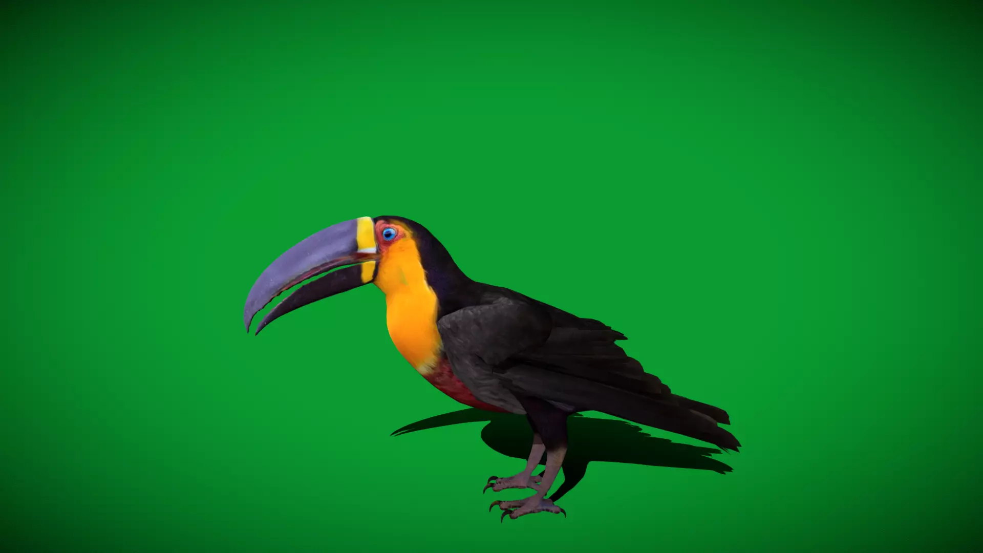 Channel Billed Toucan Bird Low-poly 3D model_34
