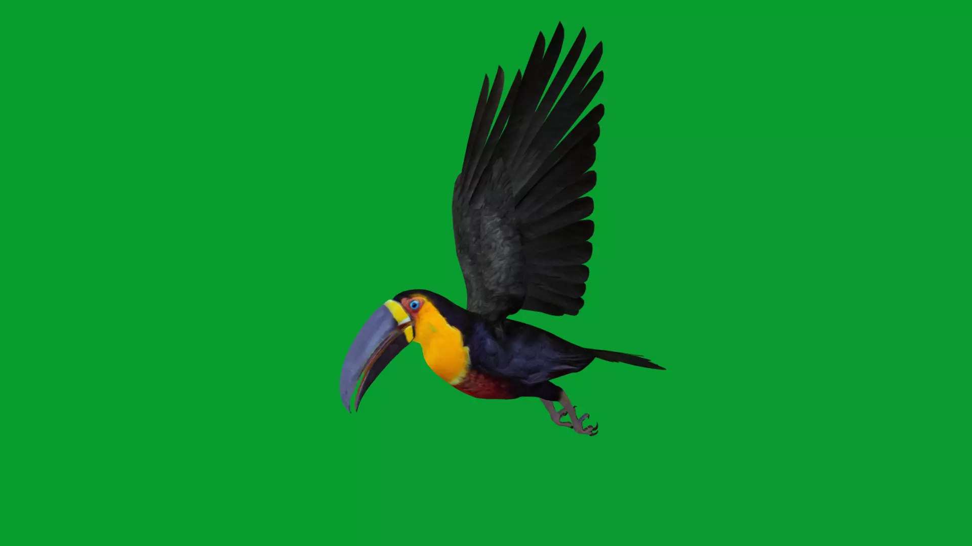 Channel Billed Toucan Bird Low-poly 3D model_23