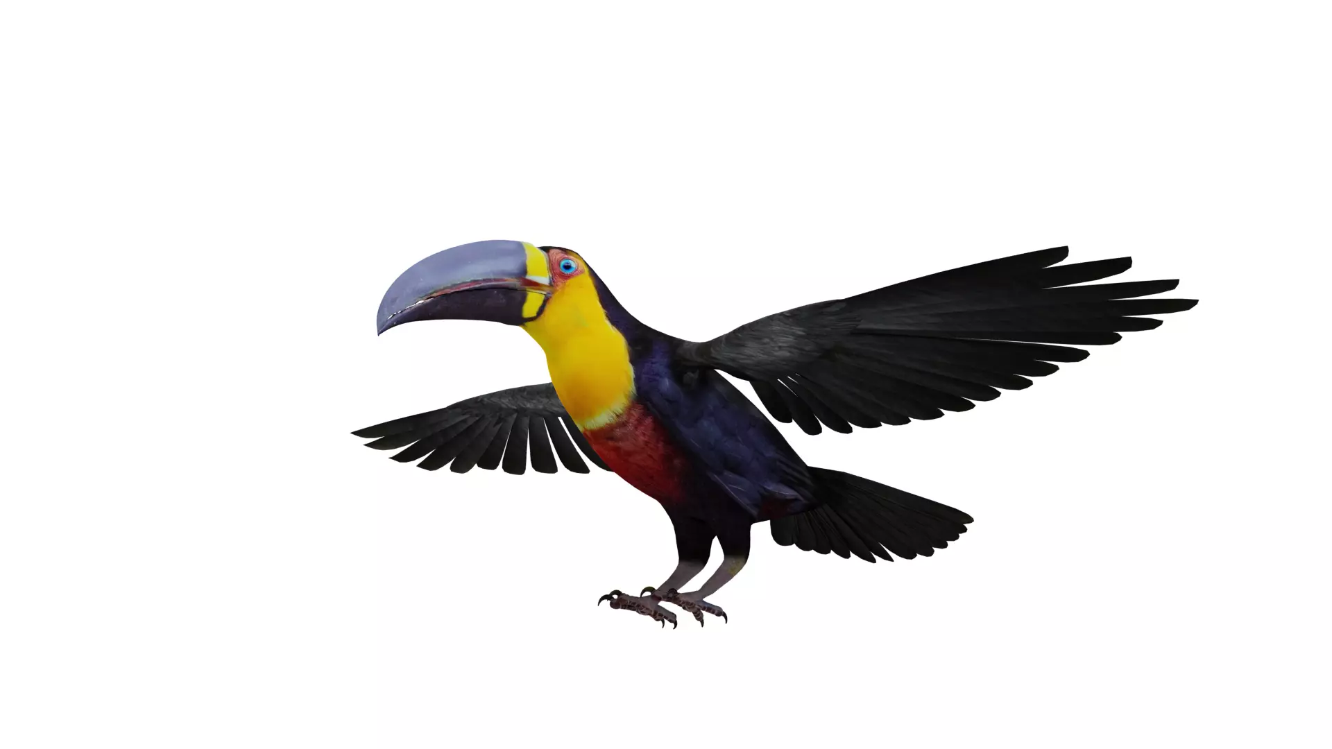 Channel Billed Toucan Bird Low-poly 3D model_50
