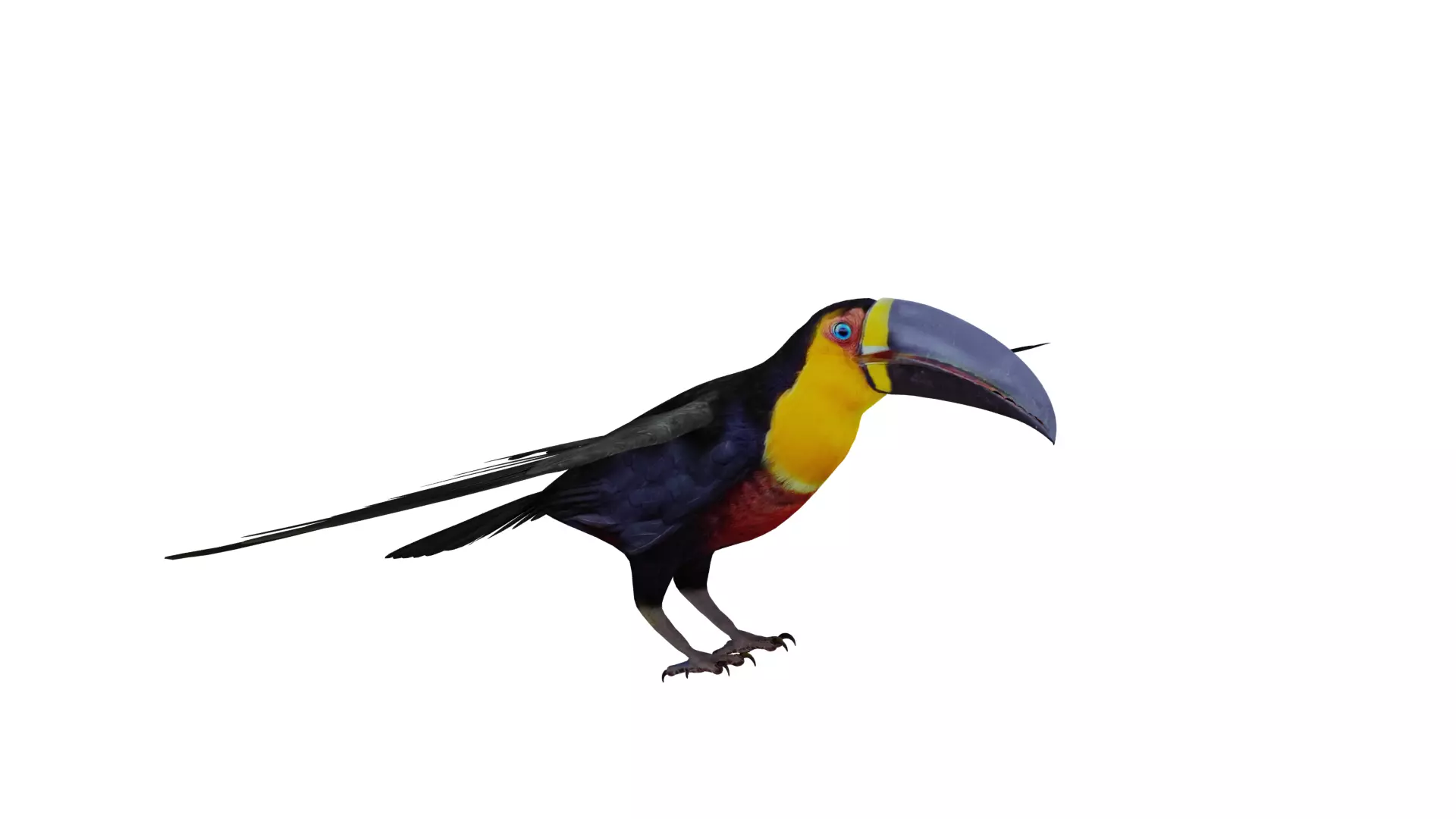 Channel Billed Toucan Bird Low-poly 3D model_55