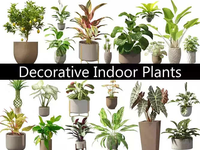 Decorative Indoor Plants Essentials 41