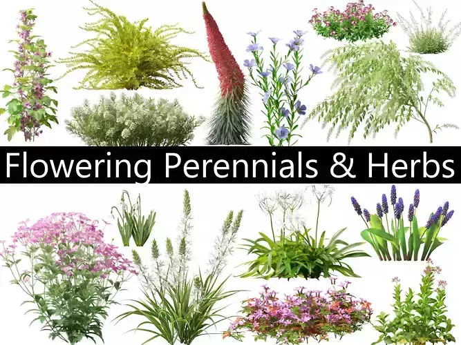 Flowering Perennials  Herbs Pack 42