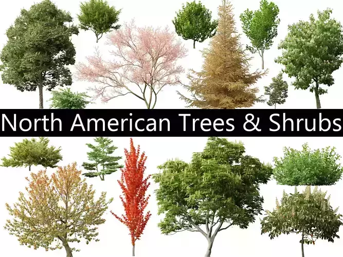 North American Trees  Shrubs Pack 43 3D model
