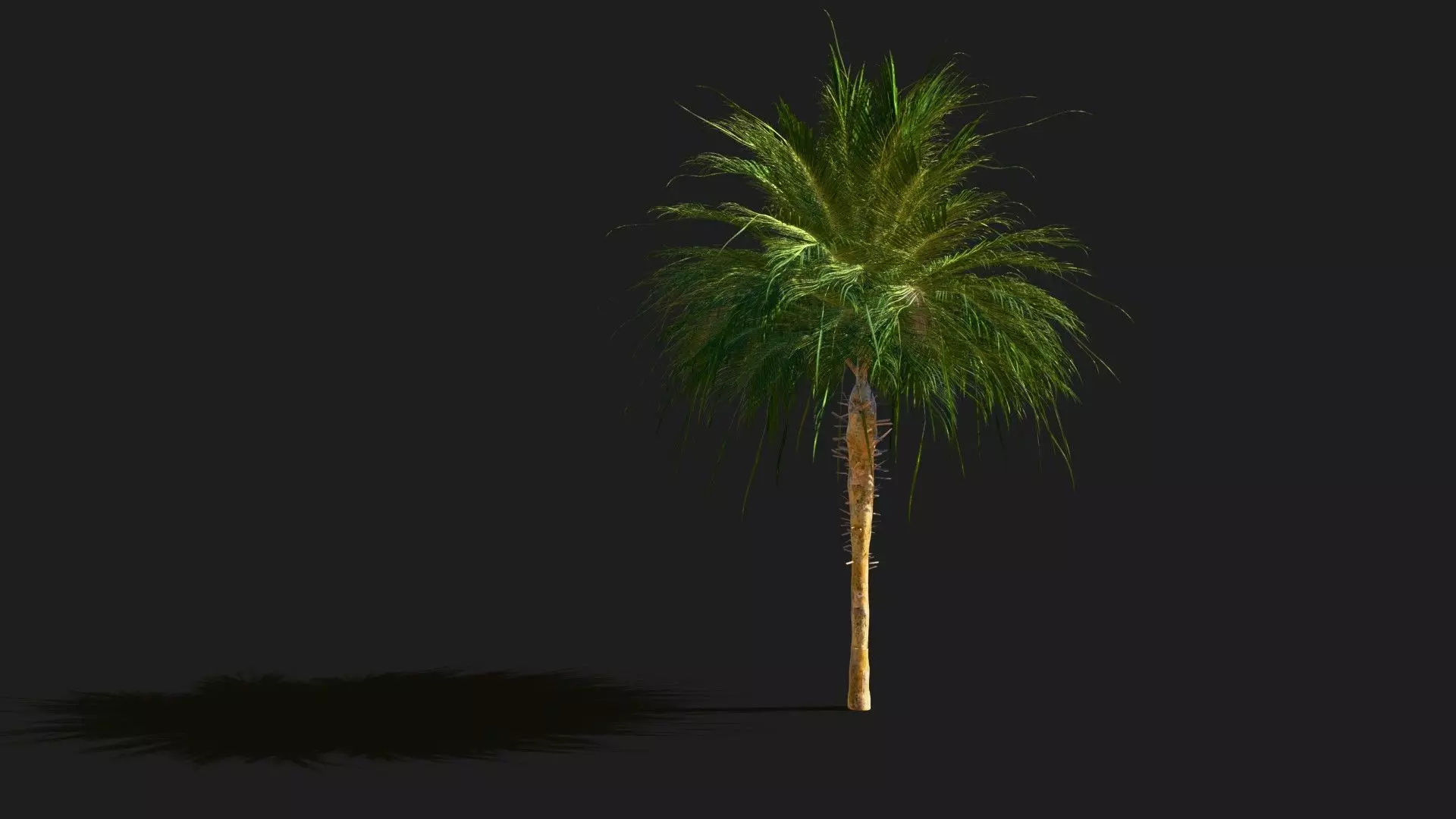 palma 3D model_0