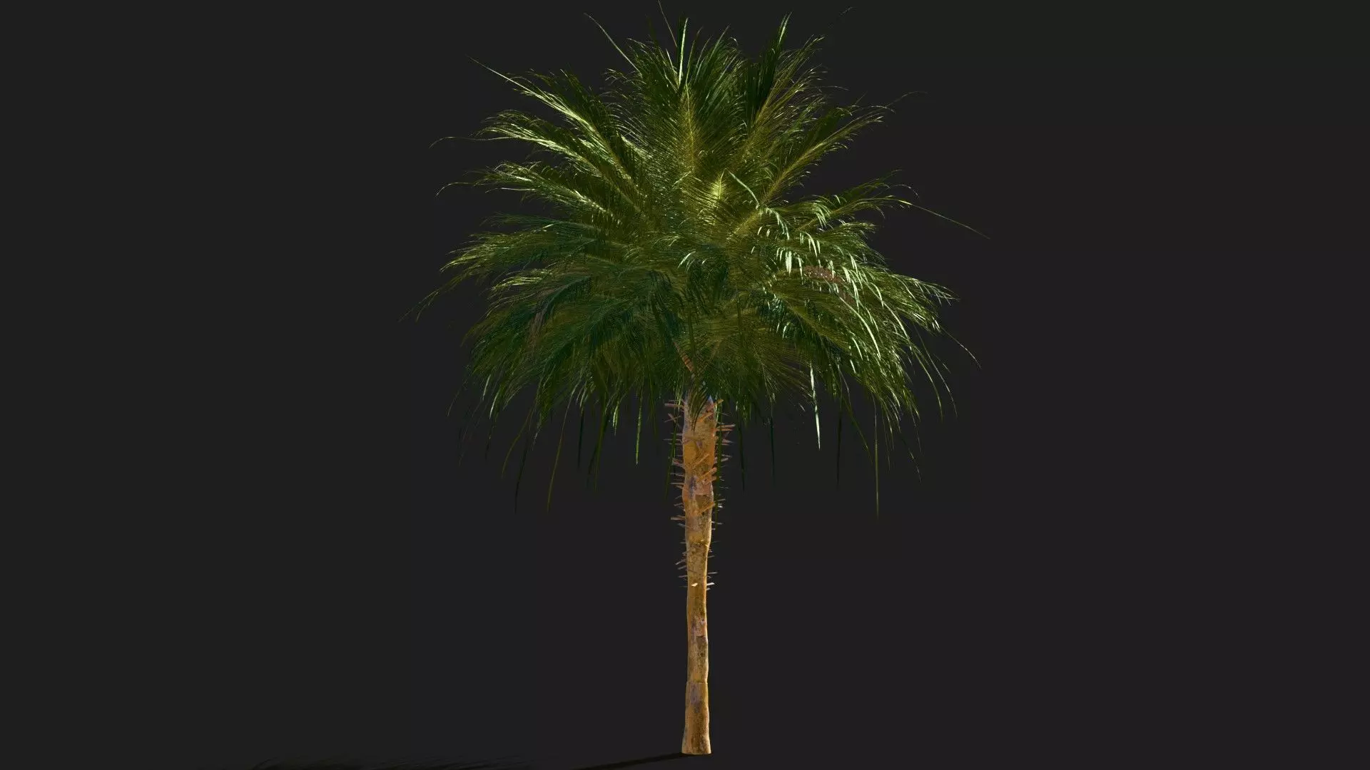 palma 3D model_3
