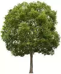 tree hijo  Free 3D model