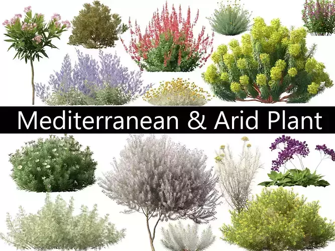 Mediterranean Arid Plants Pack 44