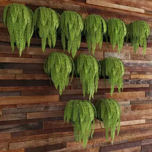 Fern collection plants on wooden wall