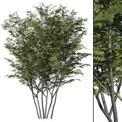Honey Locust 3D model