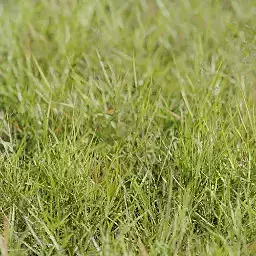 Realistic 4K Grass Pack for Blender