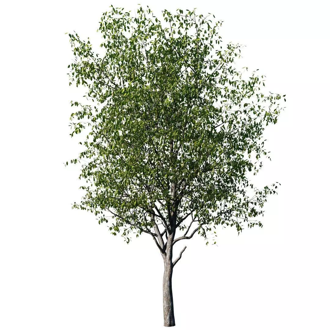 Cherry Tree 3D model_3