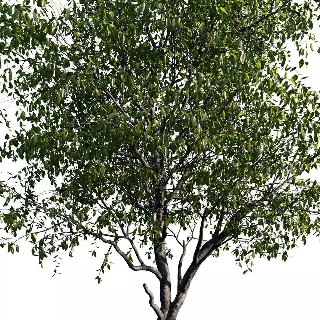 Cherry Tree 3D model_2