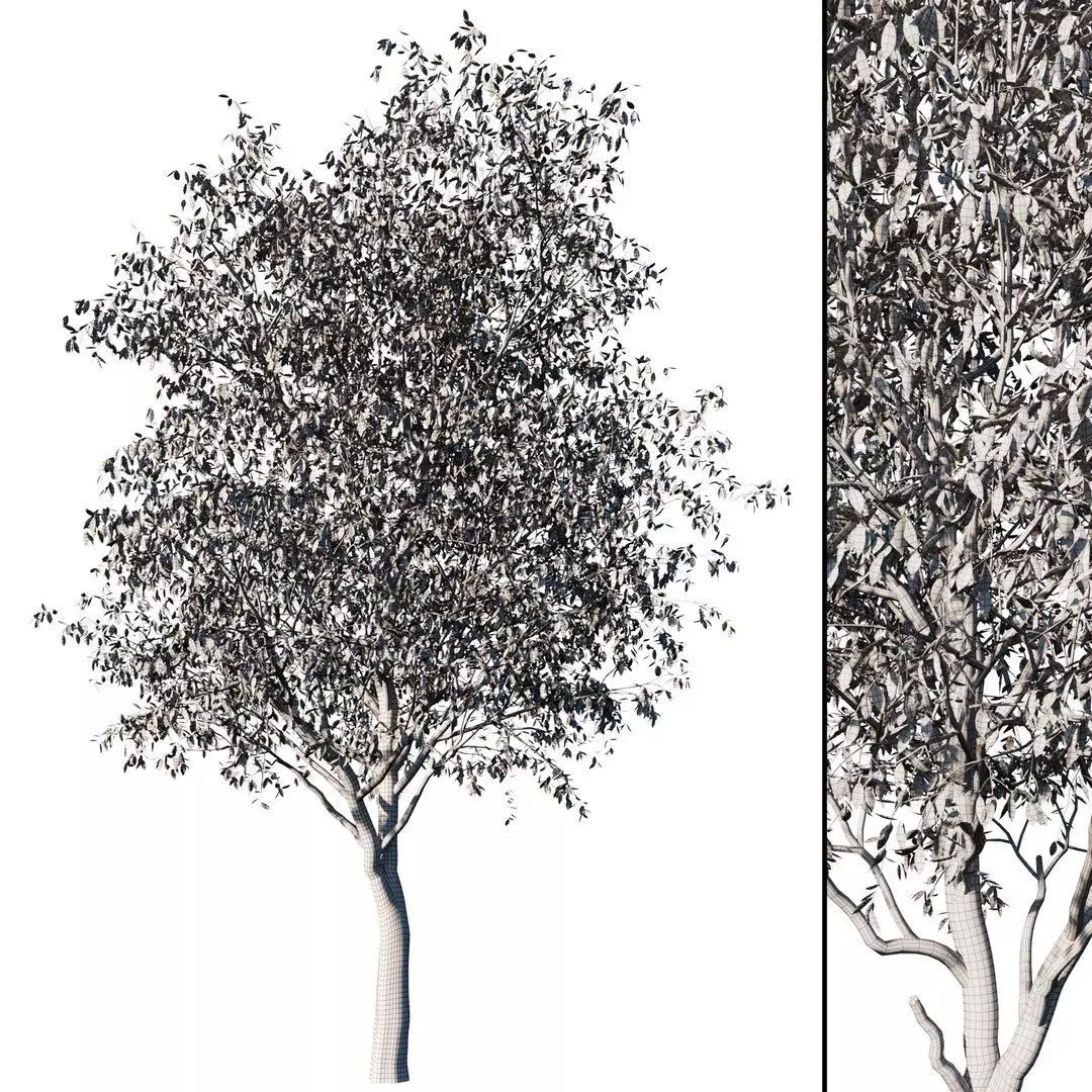 Cherry Tree 3D model_4