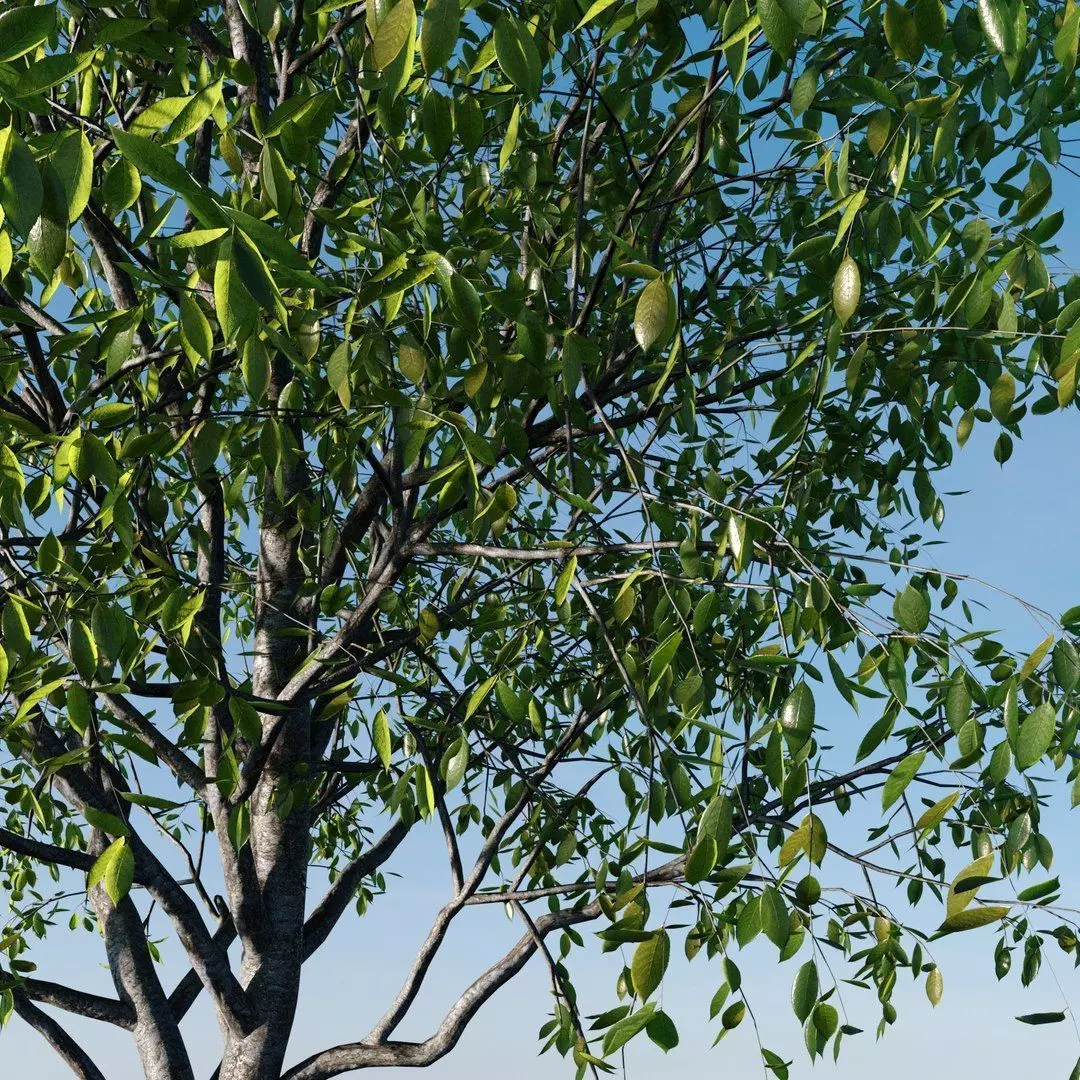 Cherry Tree 3D model_1