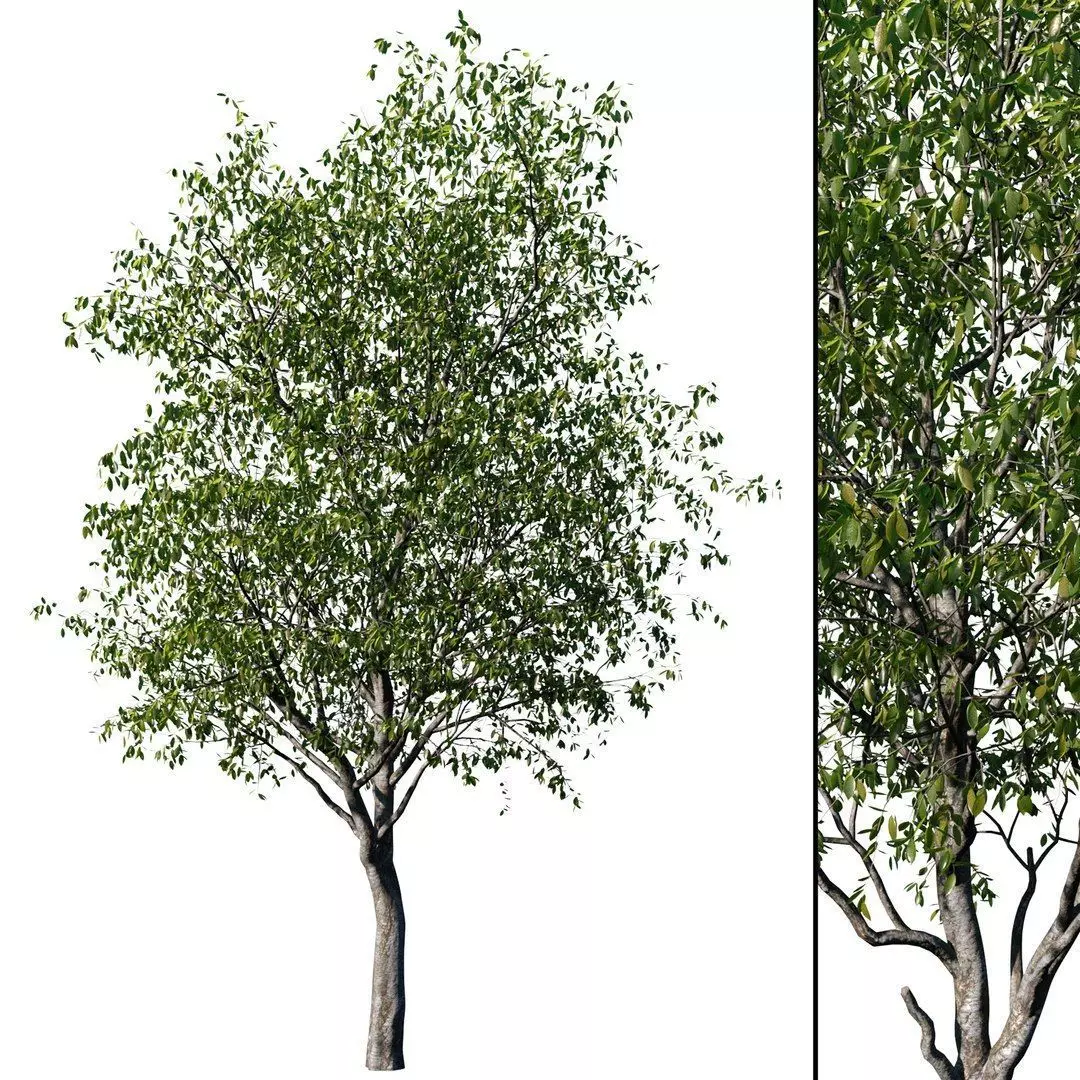 Cherry Tree 3D model_0