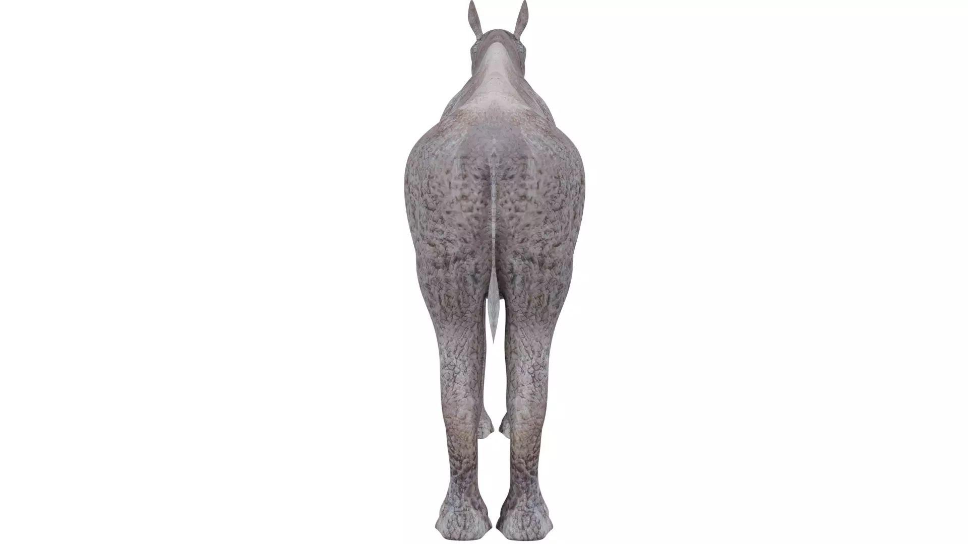 Paraceratherium 3D model_3