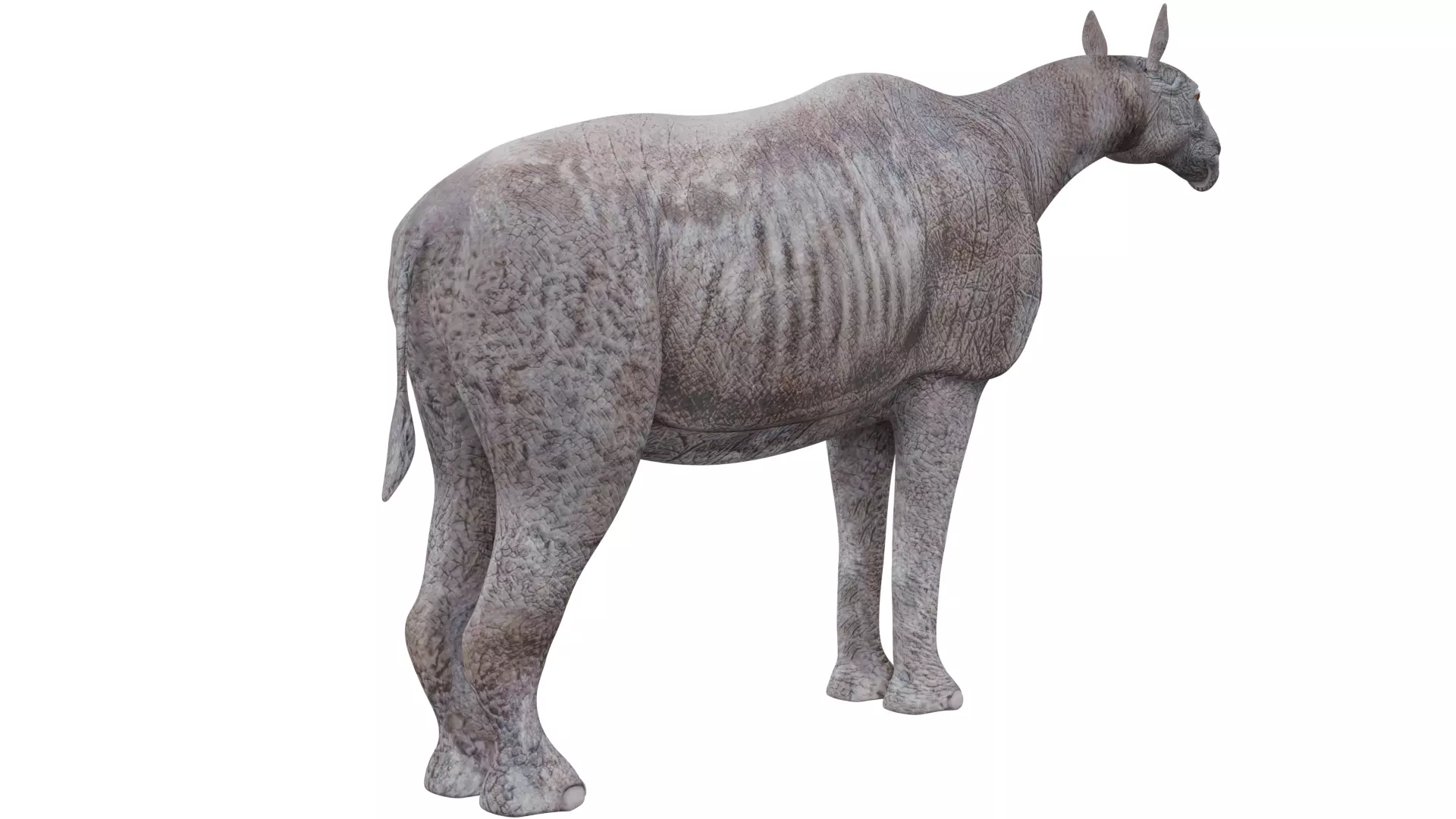 Paraceratherium 3D model_4