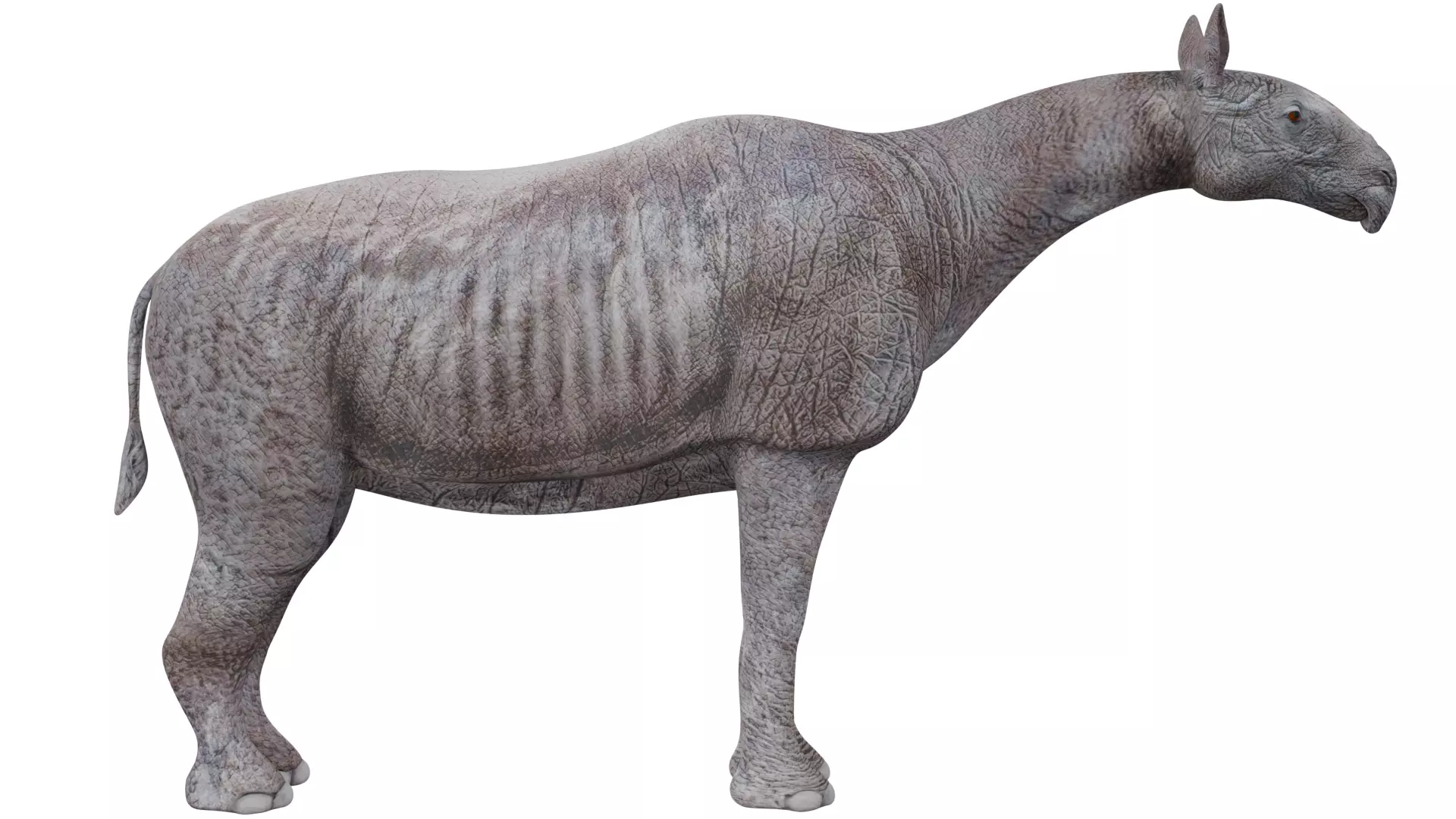 Paraceratherium 3D model_5