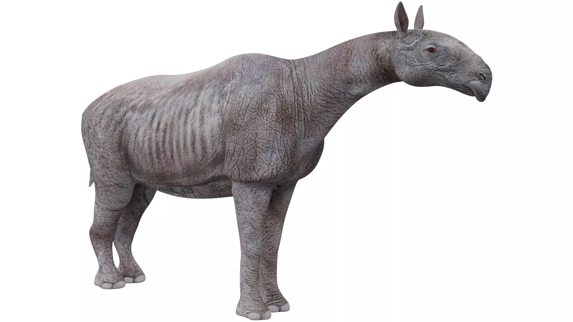 Paraceratherium 3D model_6