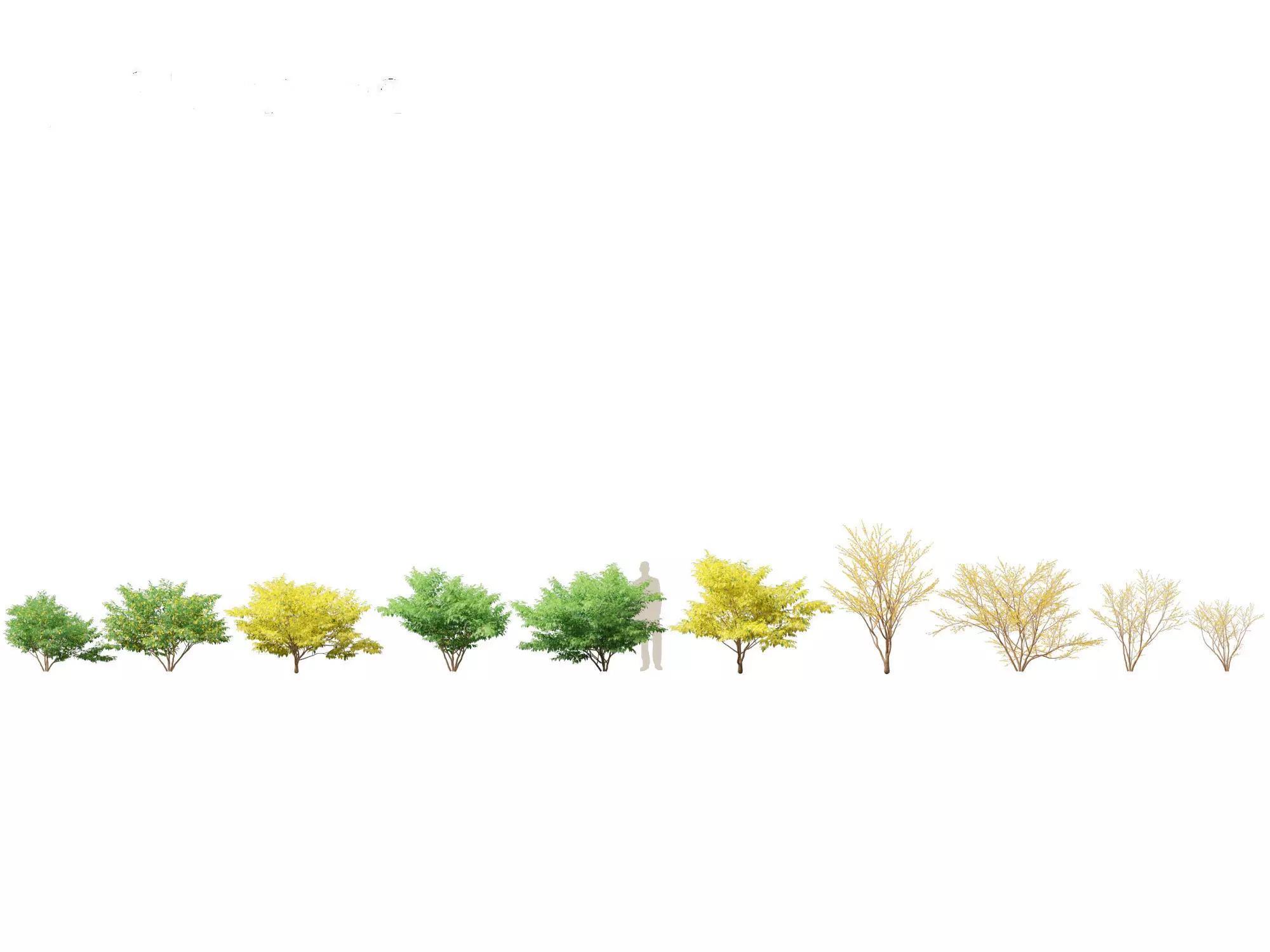 Aquatic  Wetland Plants Pack 45 3D model_19