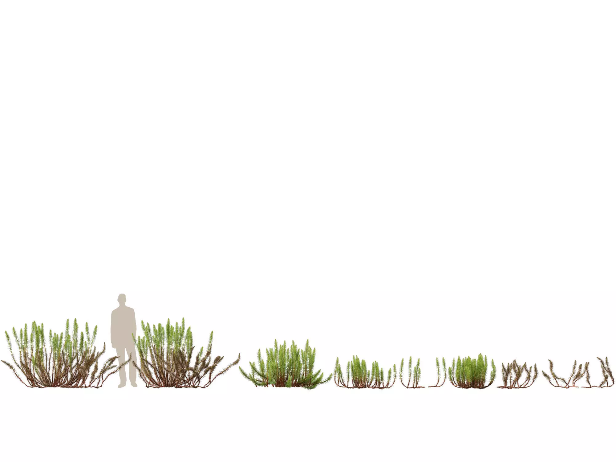 Aquatic  Wetland Plants Pack 45 3D model_9