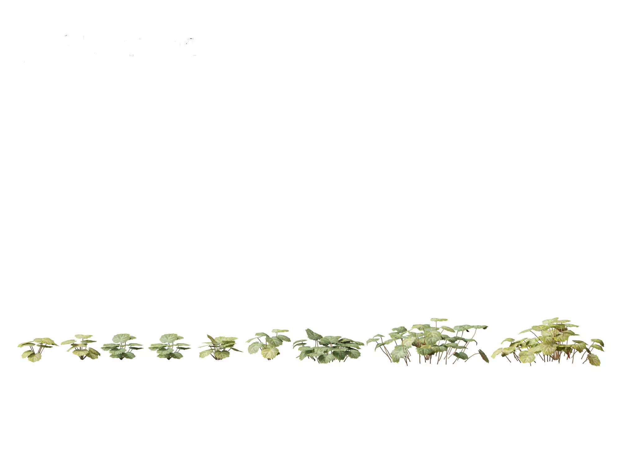 Aquatic  Wetland Plants Pack 45 3D model_26