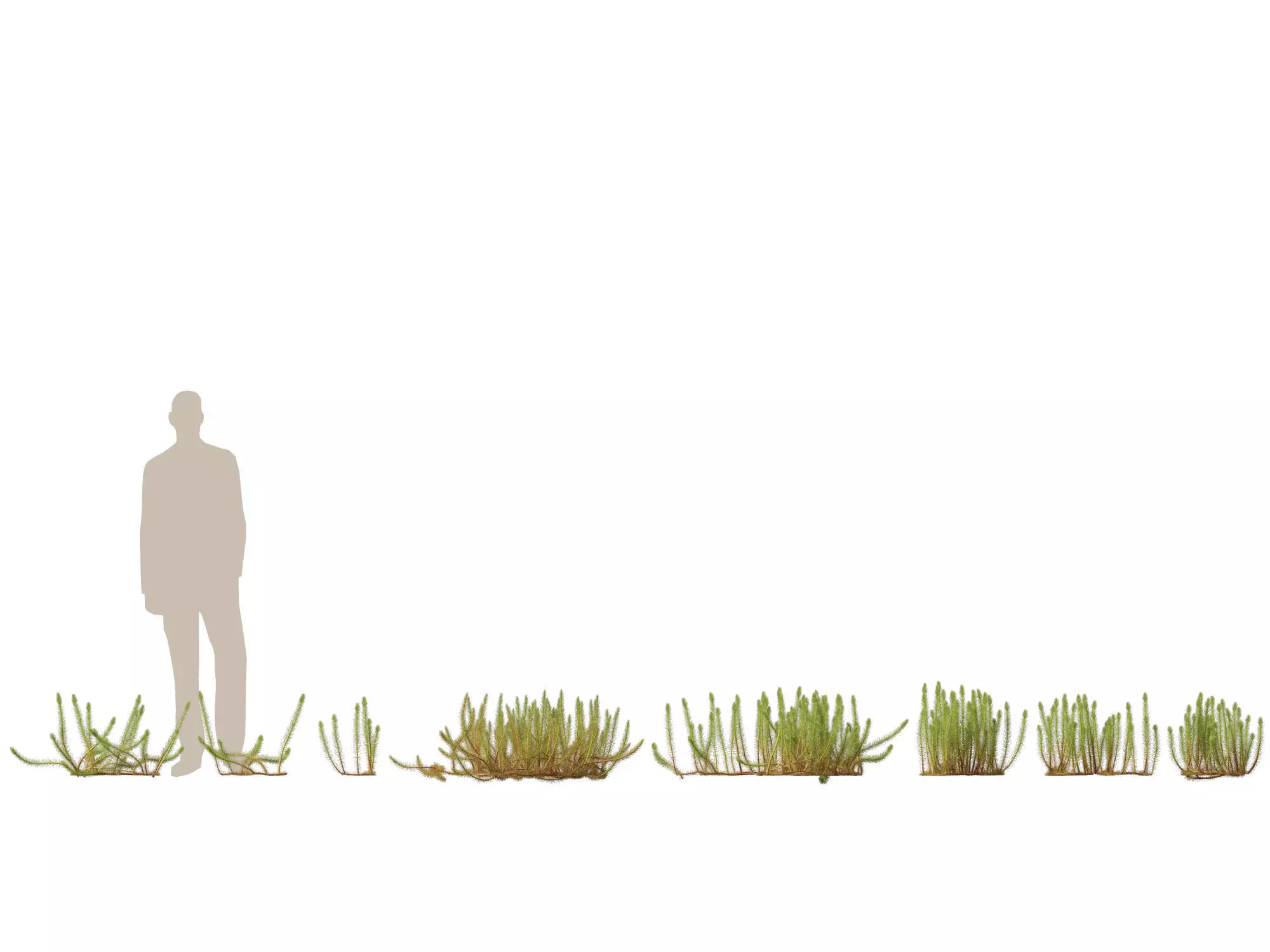 Aquatic  Wetland Plants Pack 45 3D model_21