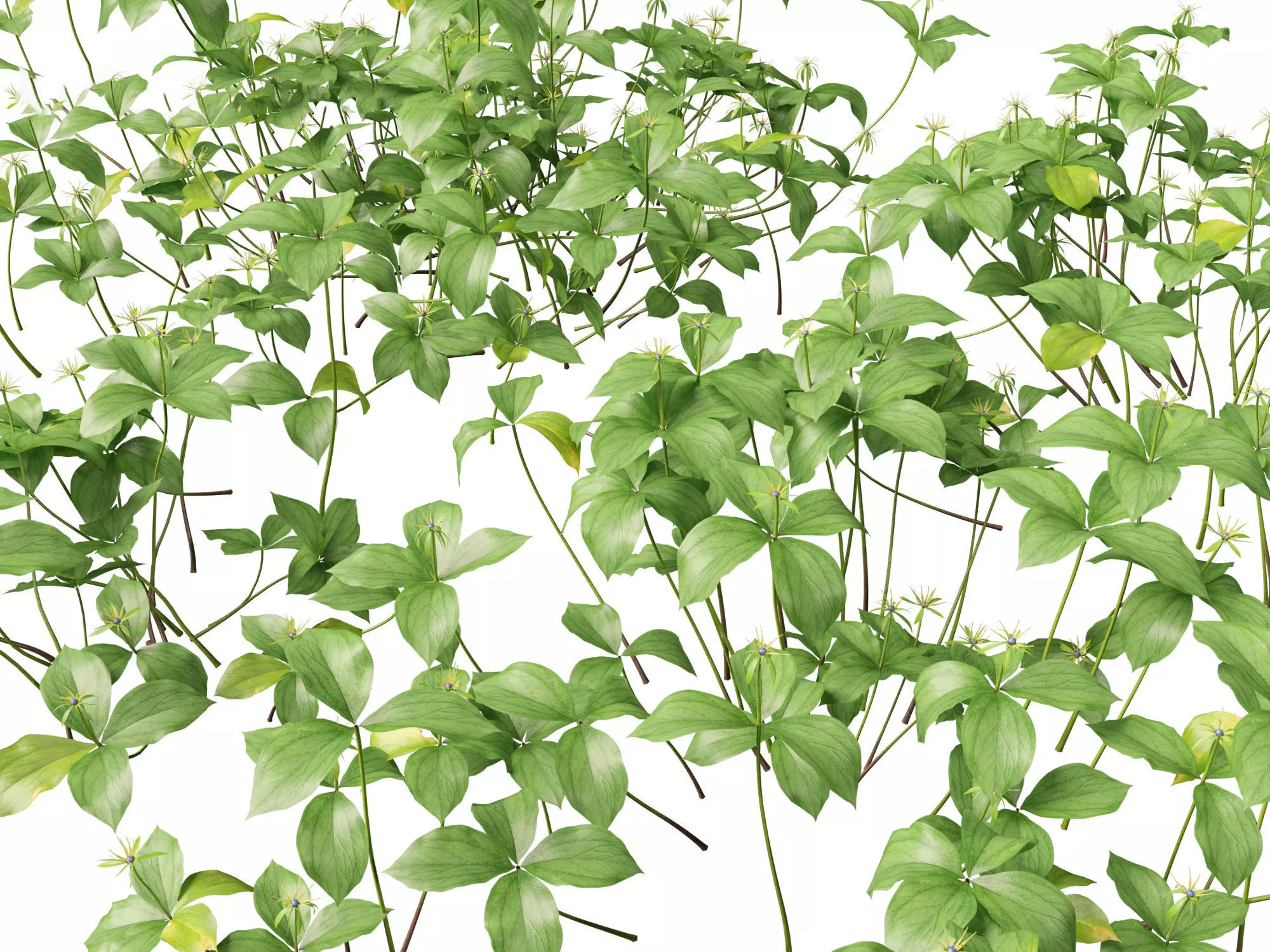 Aquatic  Wetland Plants Pack 45 3D model_24