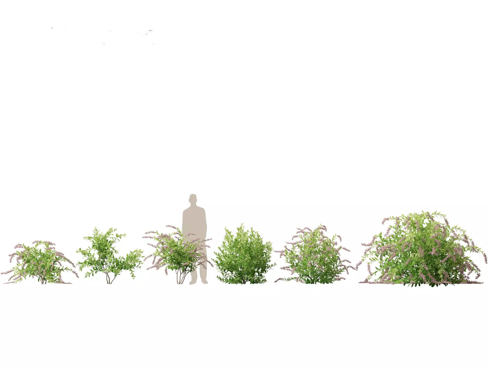 Aquatic  Wetland Plants Pack 45 3D model_30