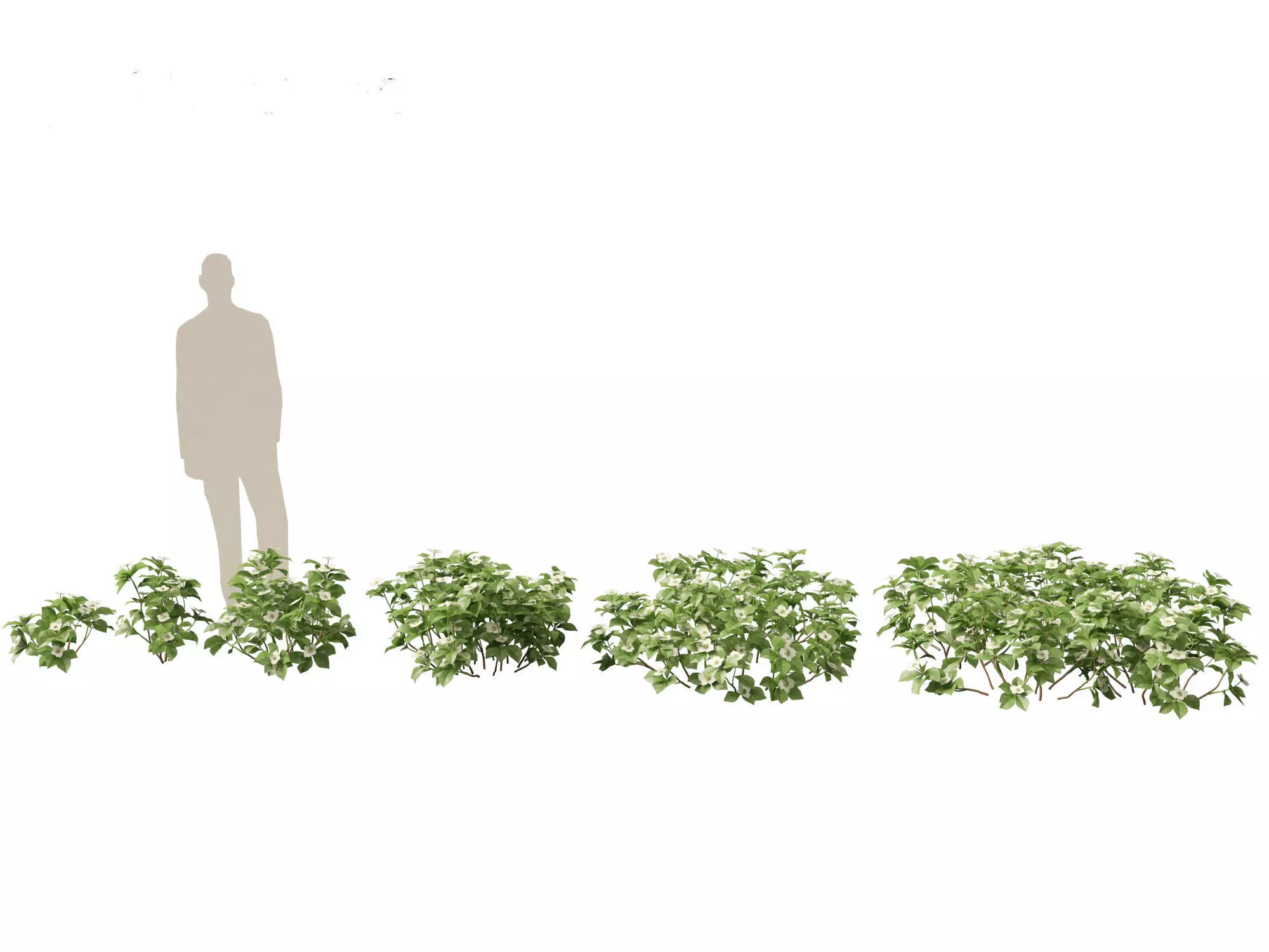 Aquatic  Wetland Plants Pack 45 3D model_5