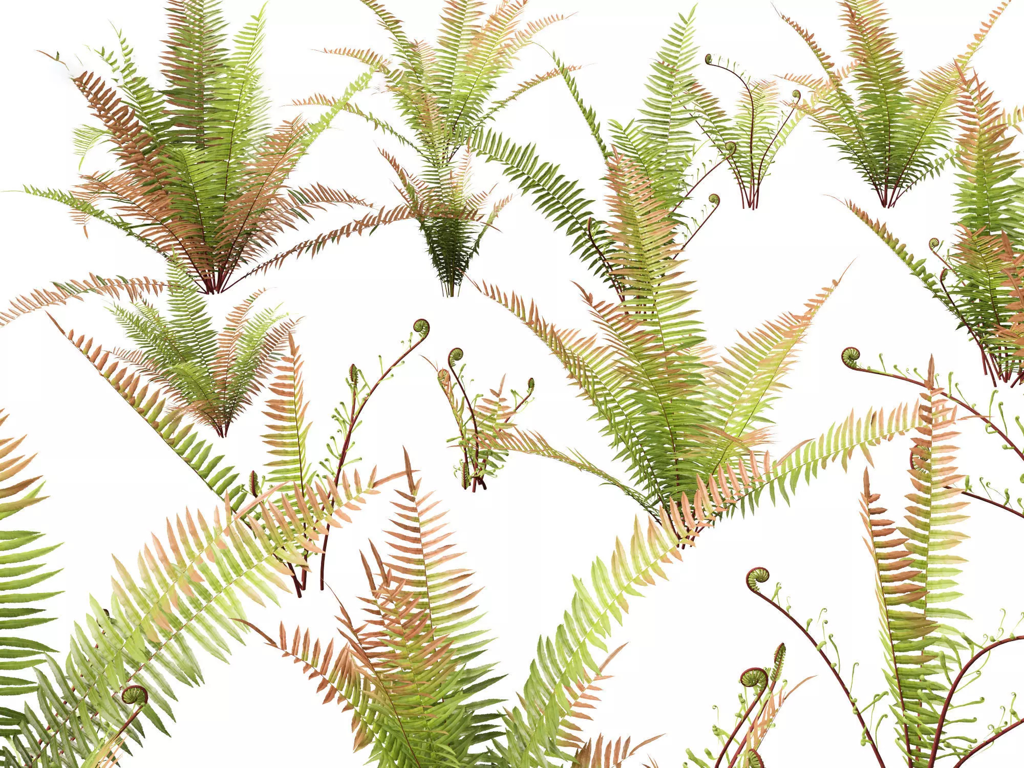 Aquatic  Wetland Plants Pack 45 3D model_29