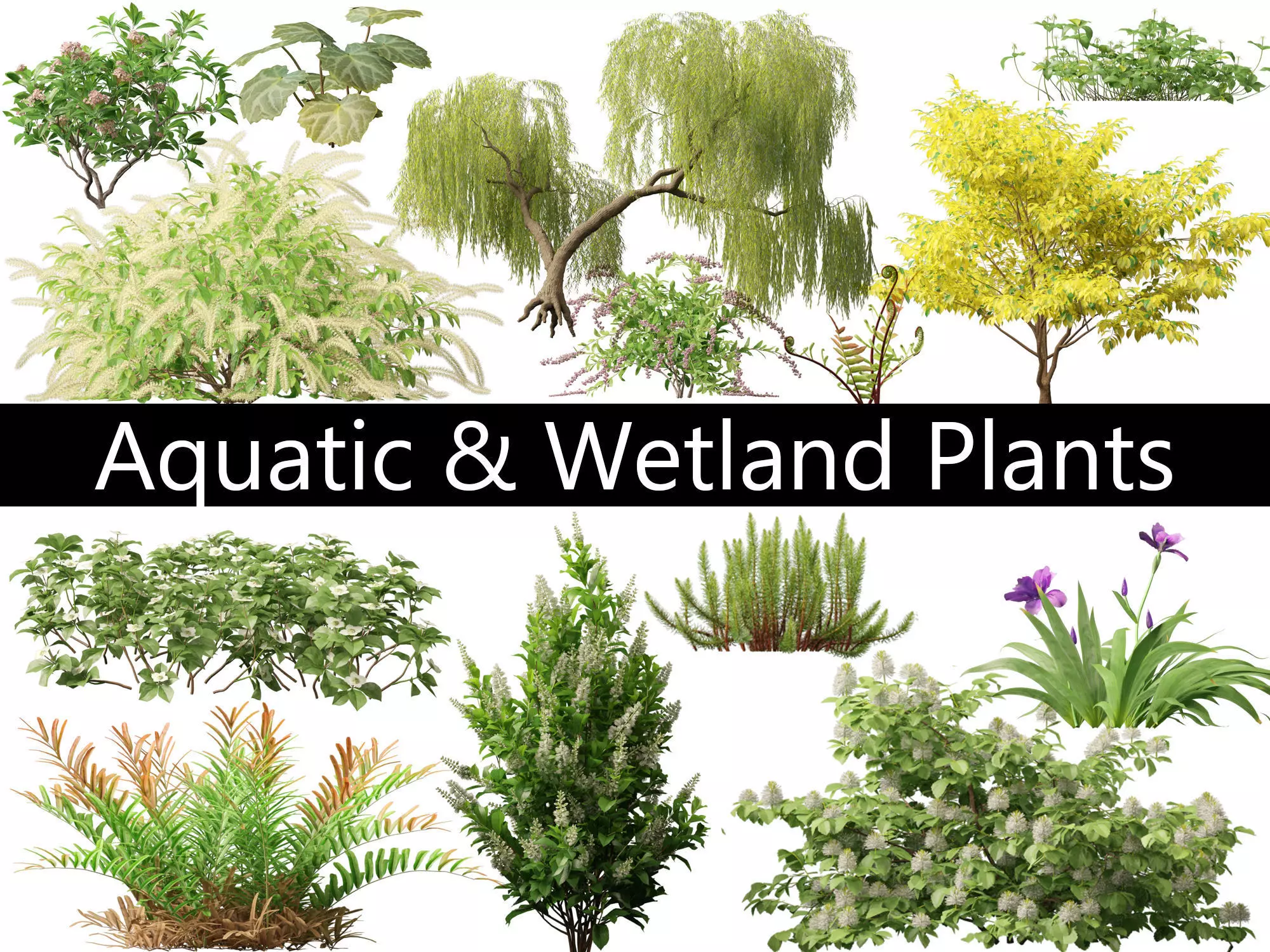 Aquatic  Wetland Plants Pack 45 3D model_0