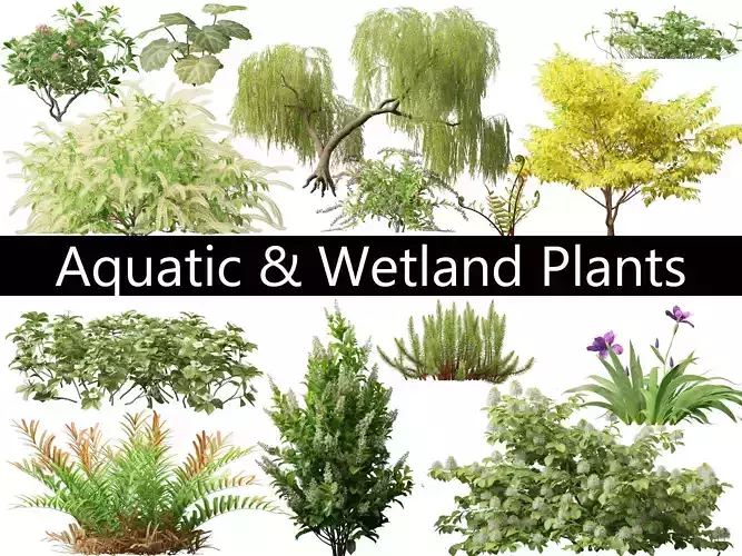 Aquatic  Wetland Plants Pack 45 3D model