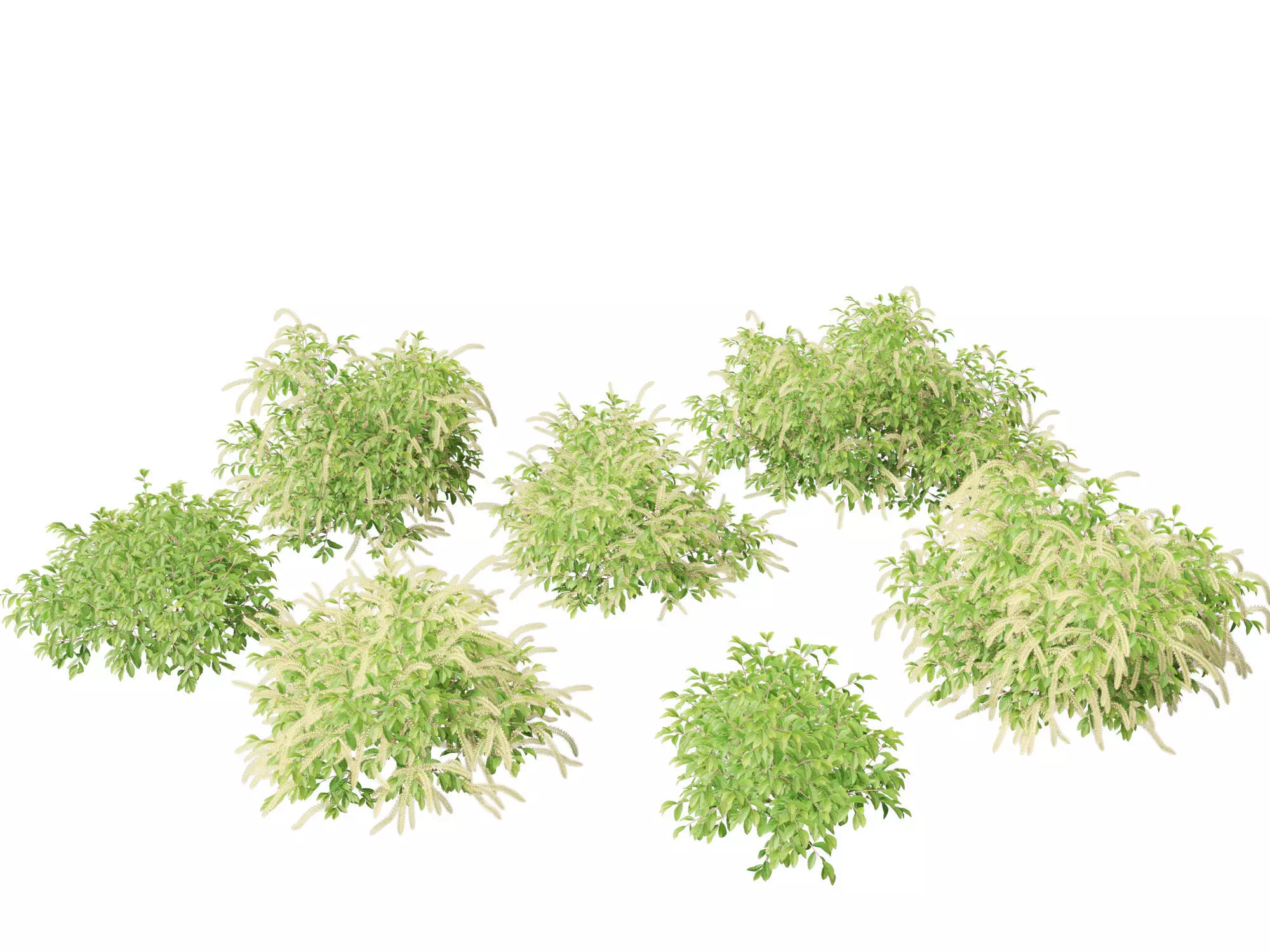Aquatic  Wetland Plants Pack 45 3D model_16